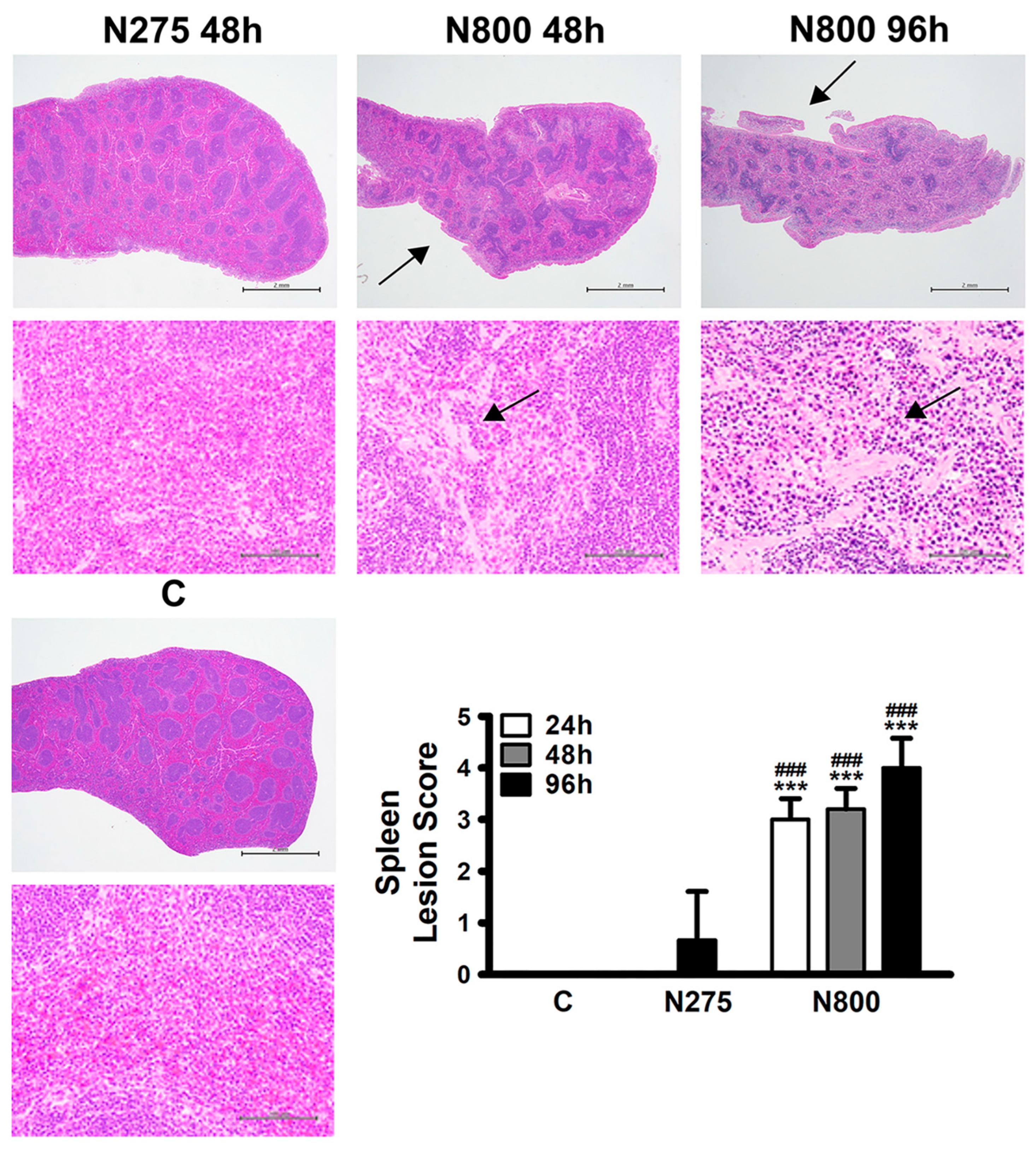 Antioxidants 13 00832 g007