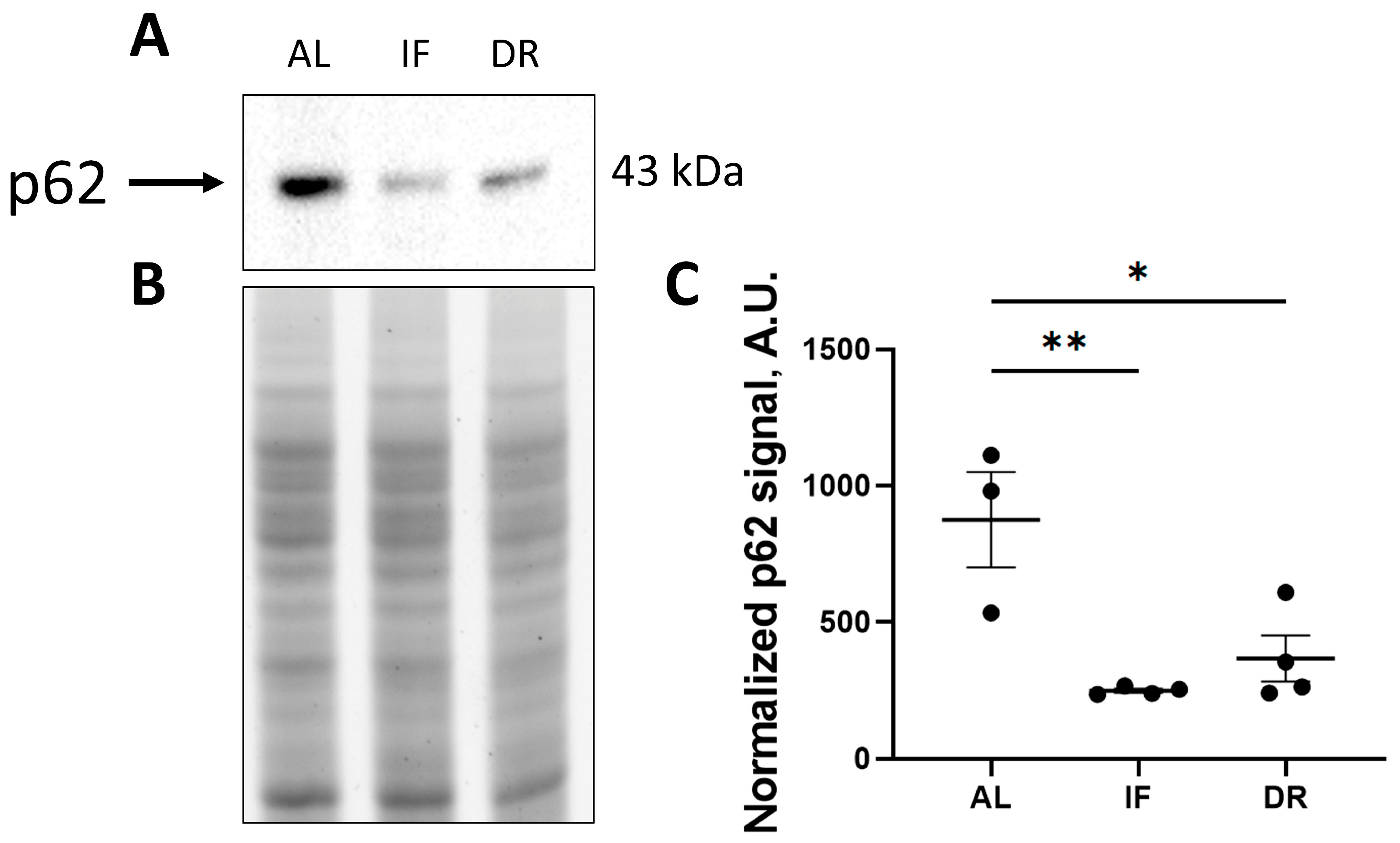 Antioxidants 13 00835 g005