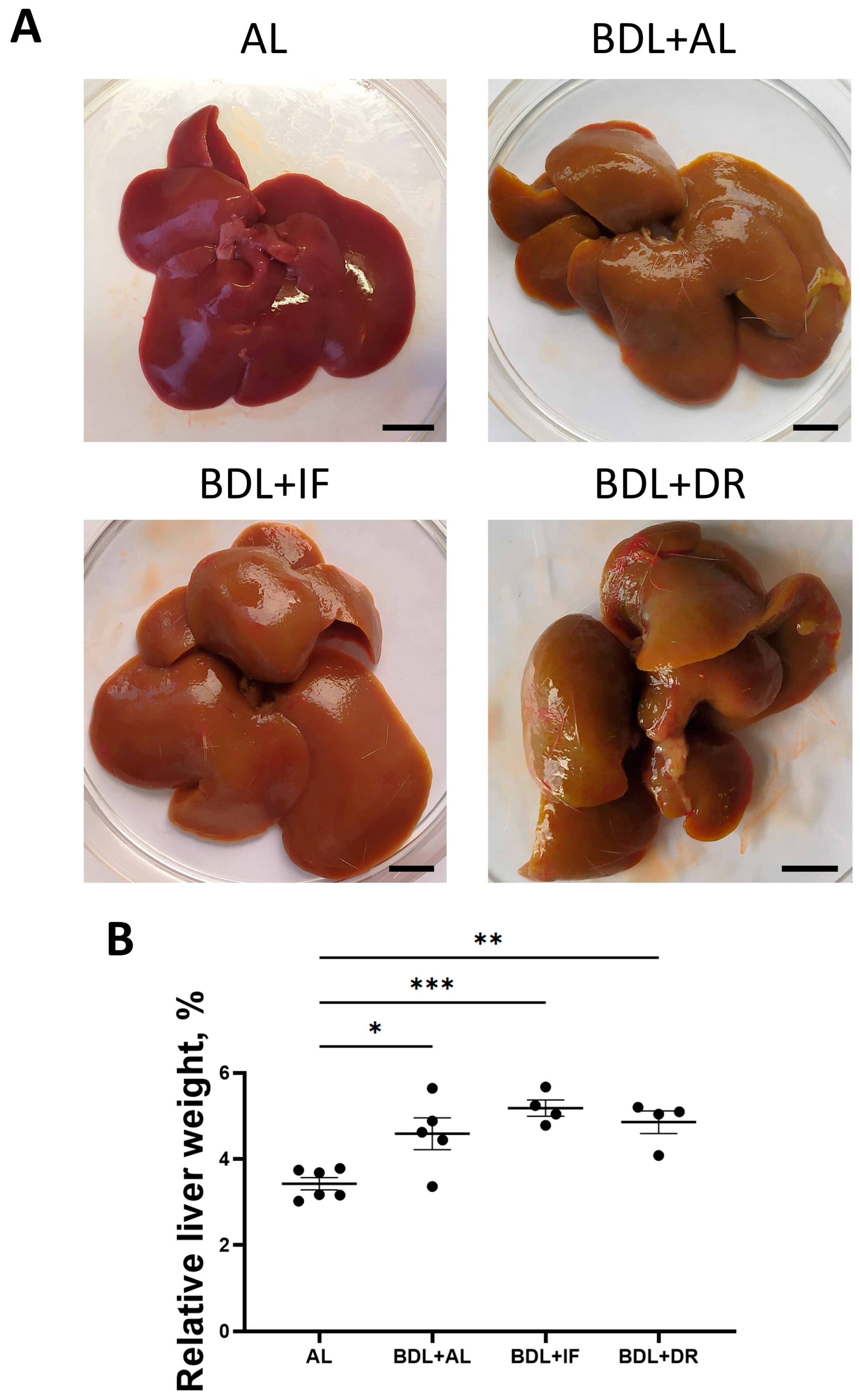 Antioxidants 13 00835 g007