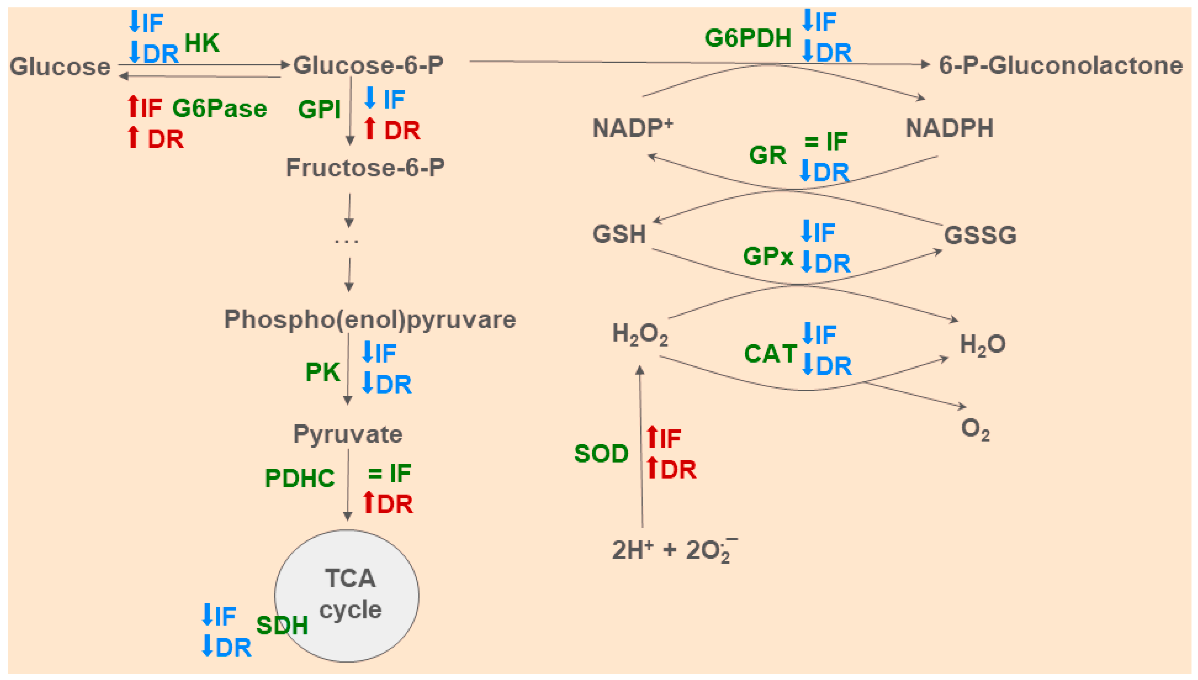 Antioxidants 13 00835 g012