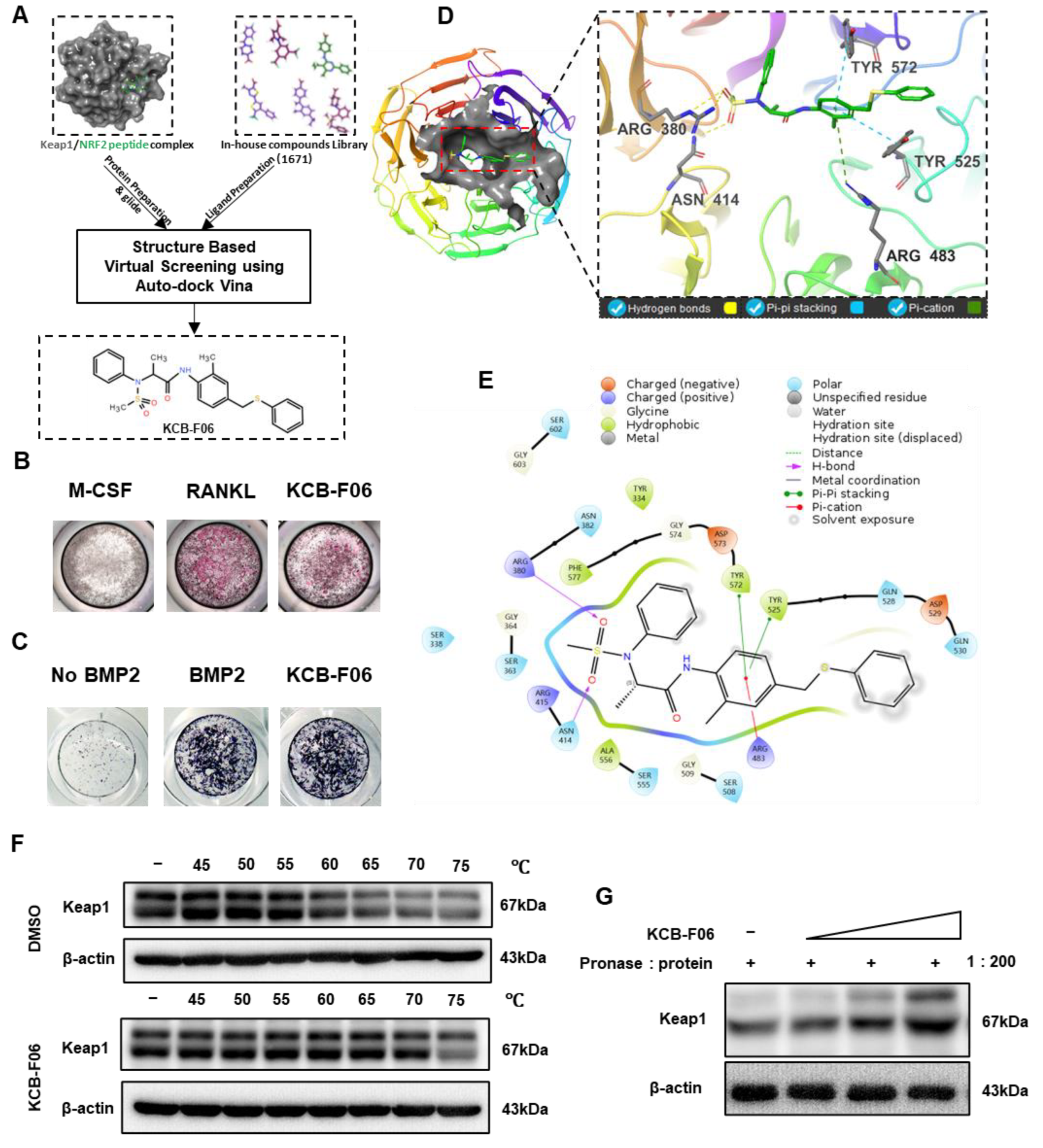 Antioxidants 13 00850 g001