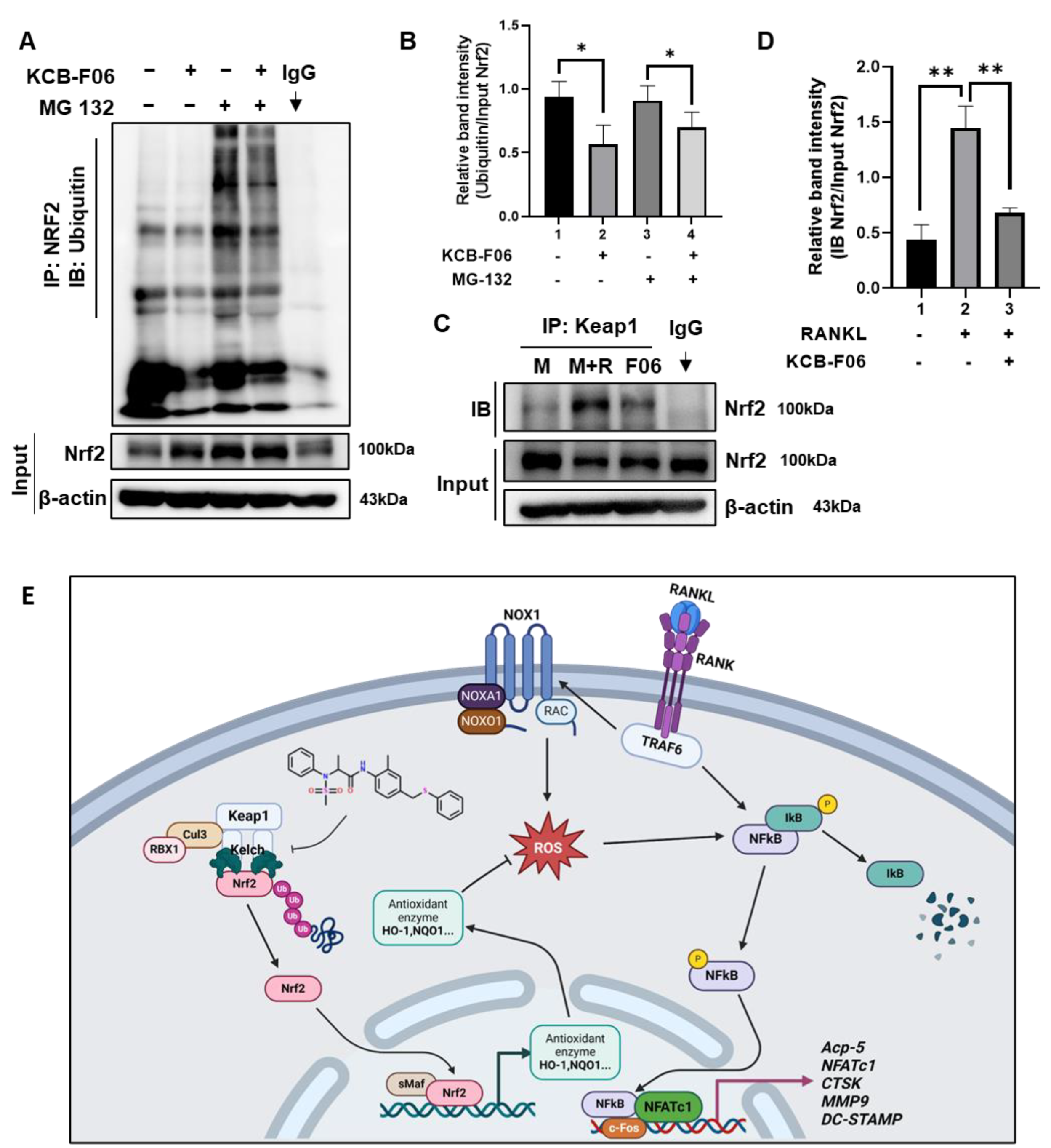 Antioxidants 13 00850 g007