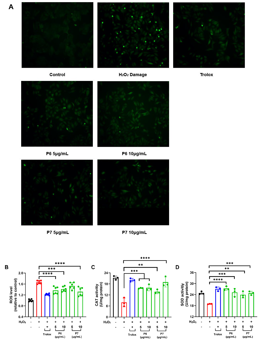 Antioxidants 13 00854 g004
