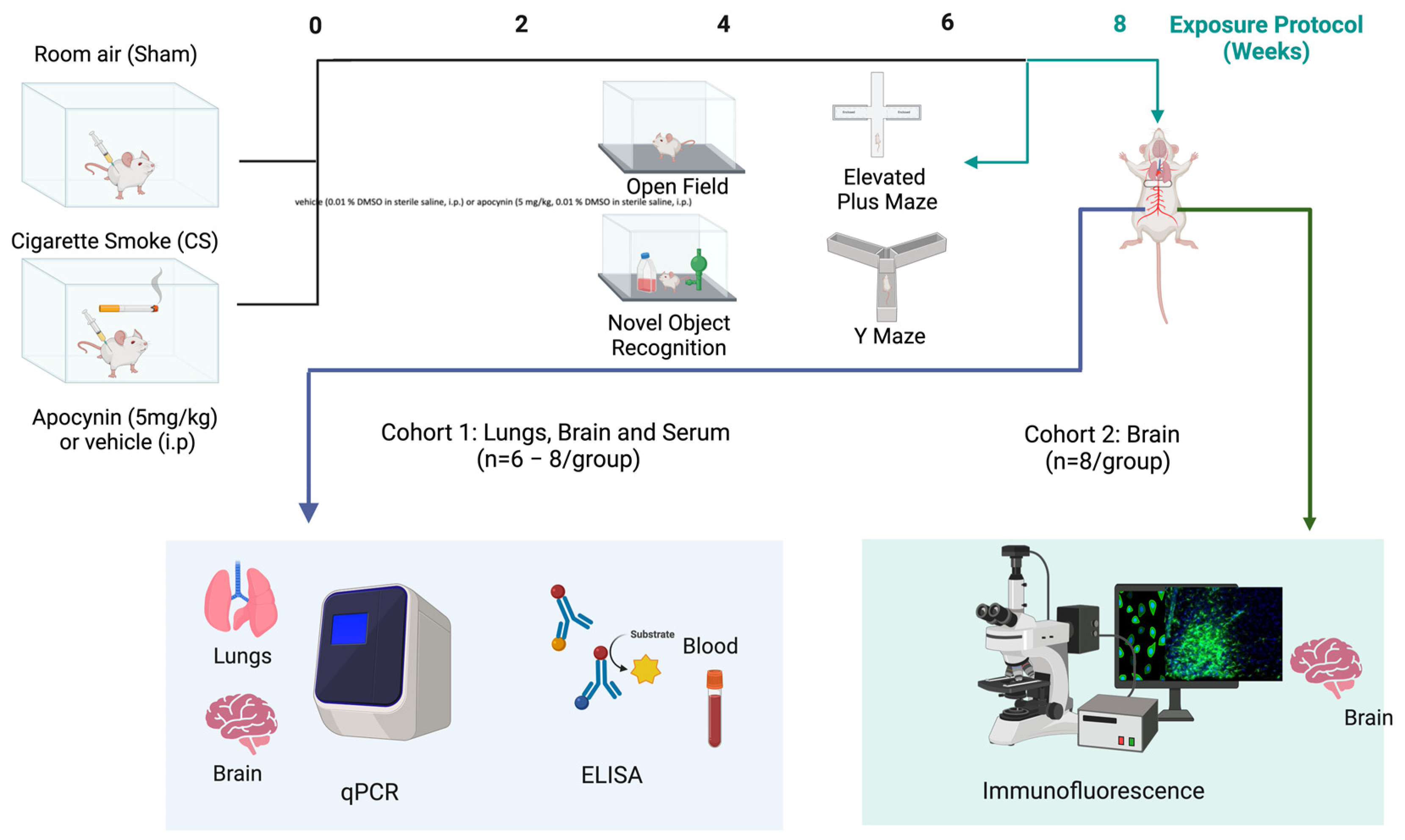 Antioxidants 13 00855 g001
