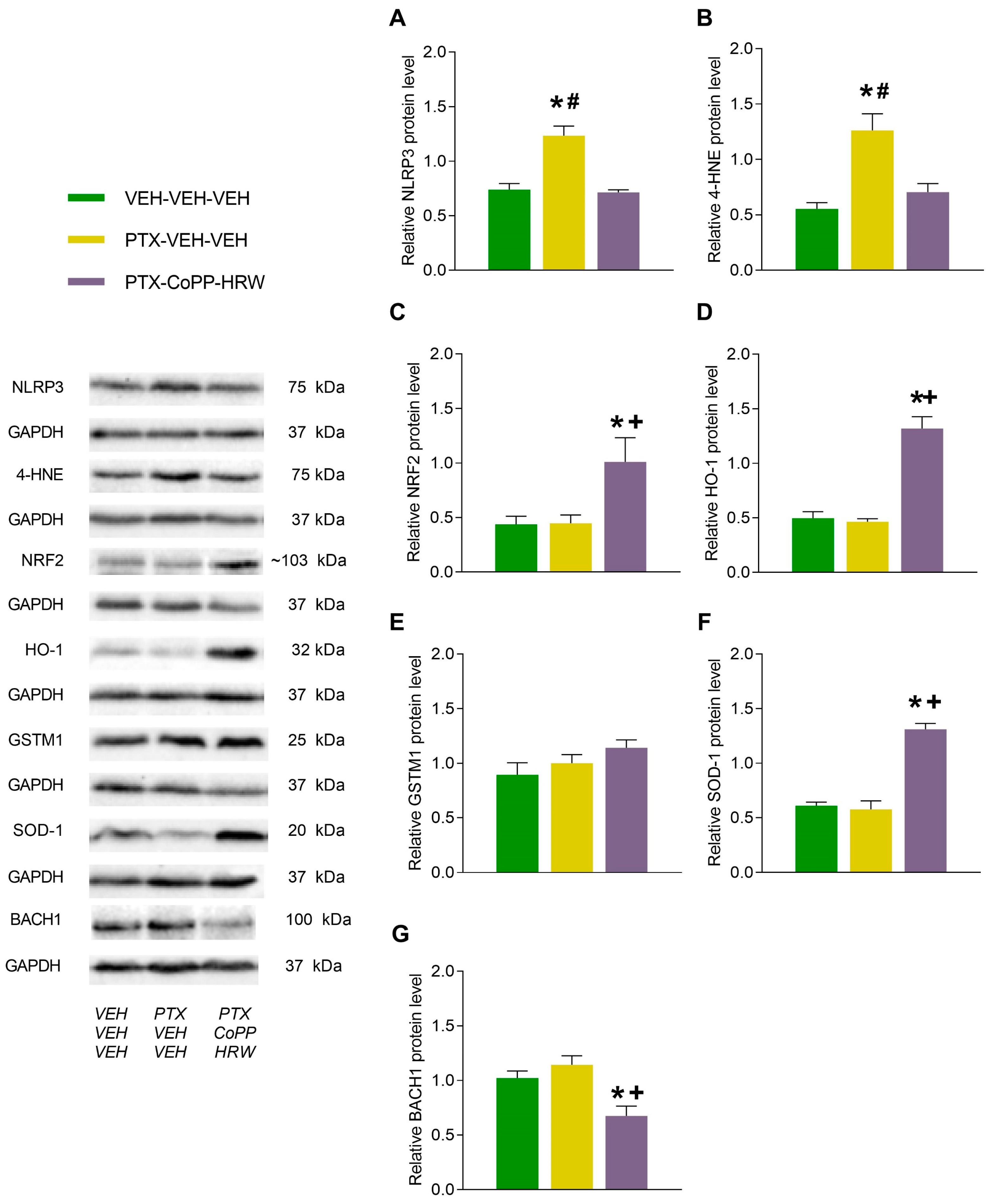 Antioxidants 13 00856 g006