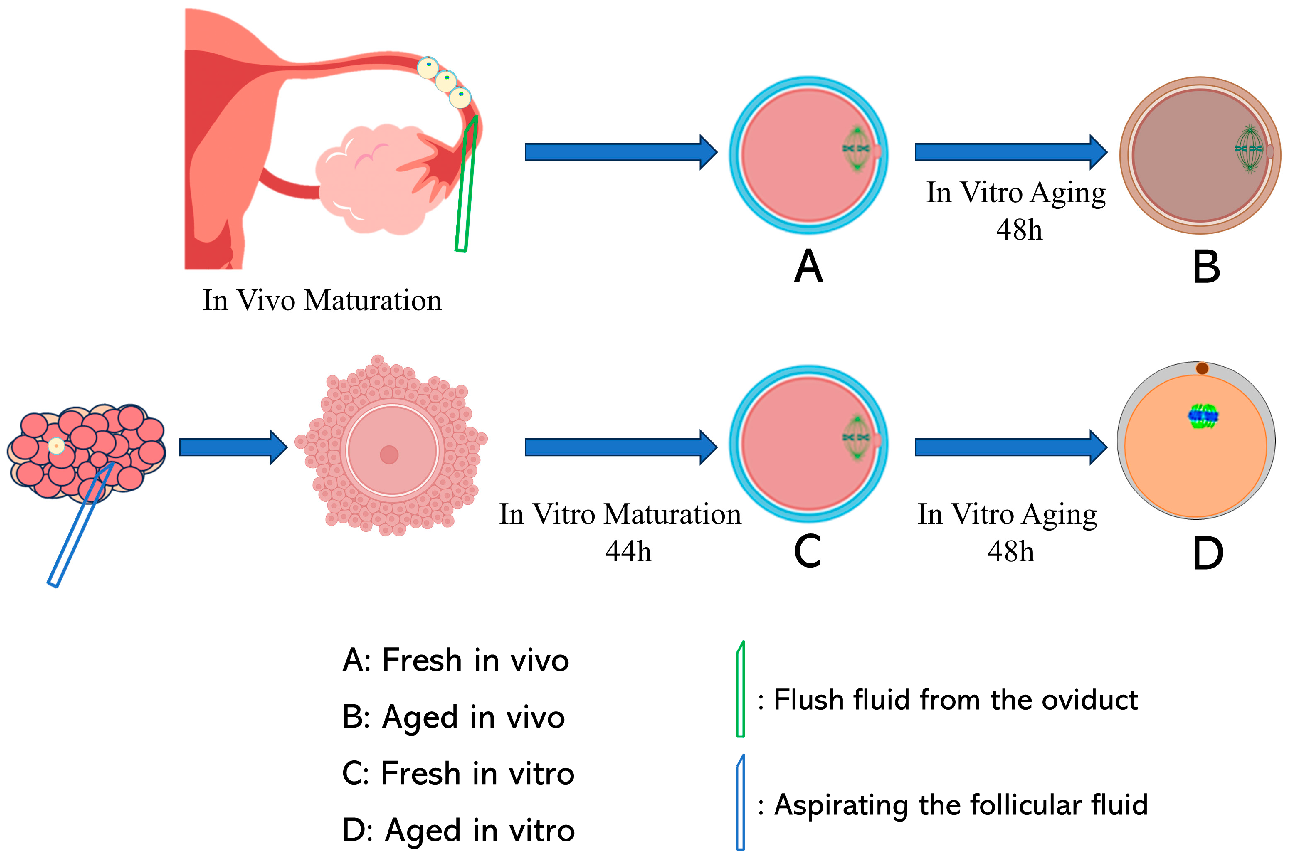Antioxidants 13 00867 g001