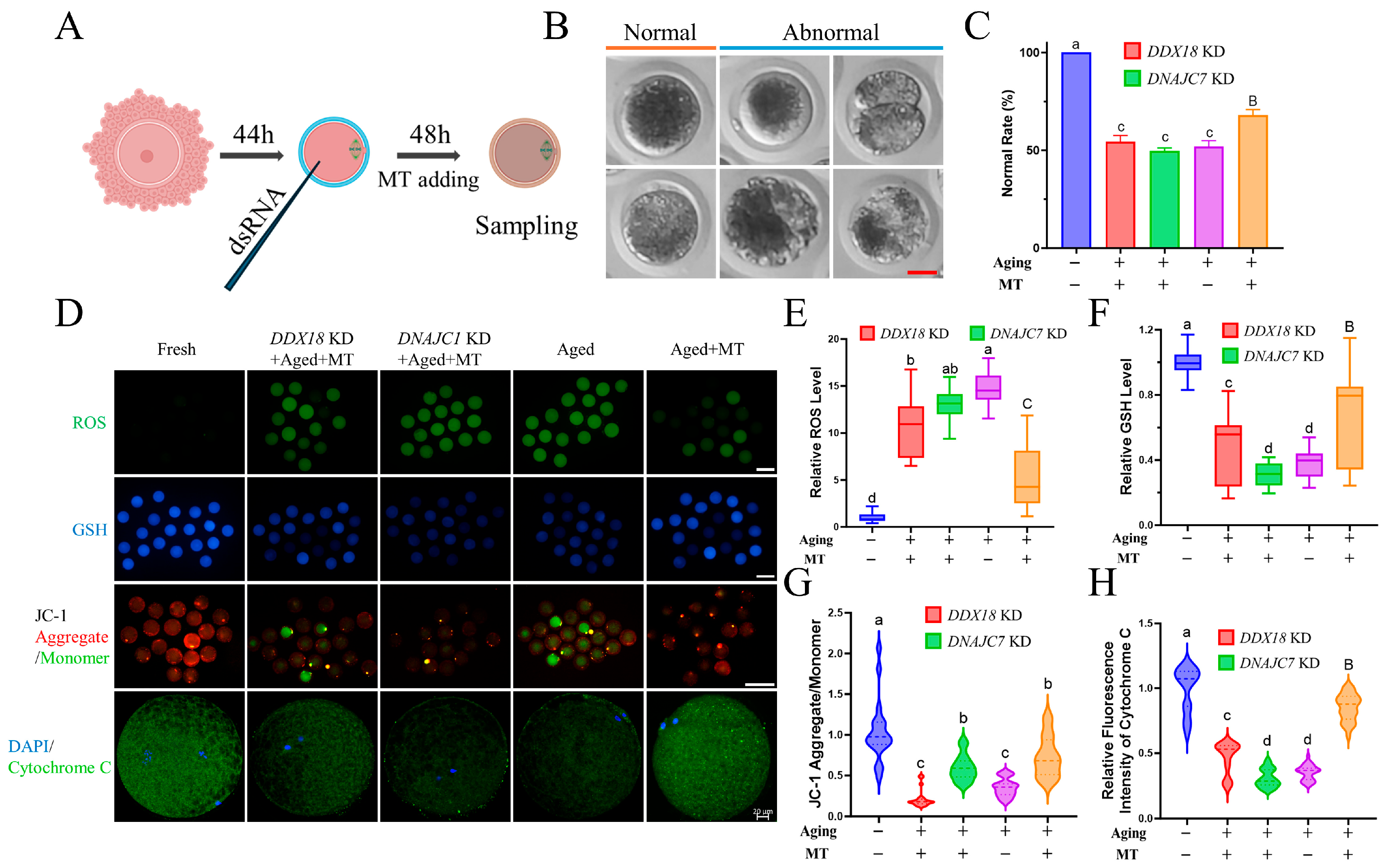 Antioxidants 13 00867 g007