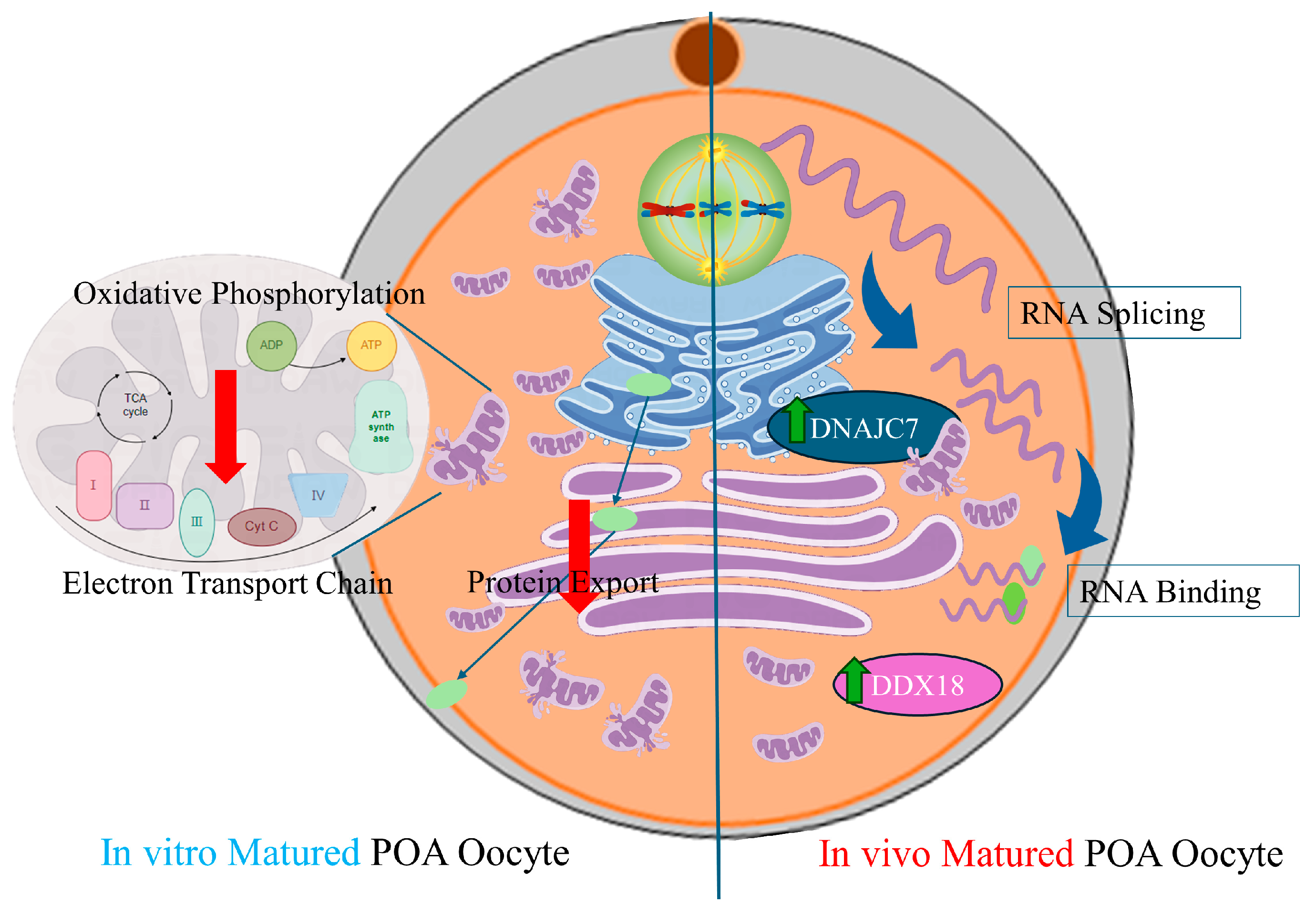 Antioxidants 13 00867 g008