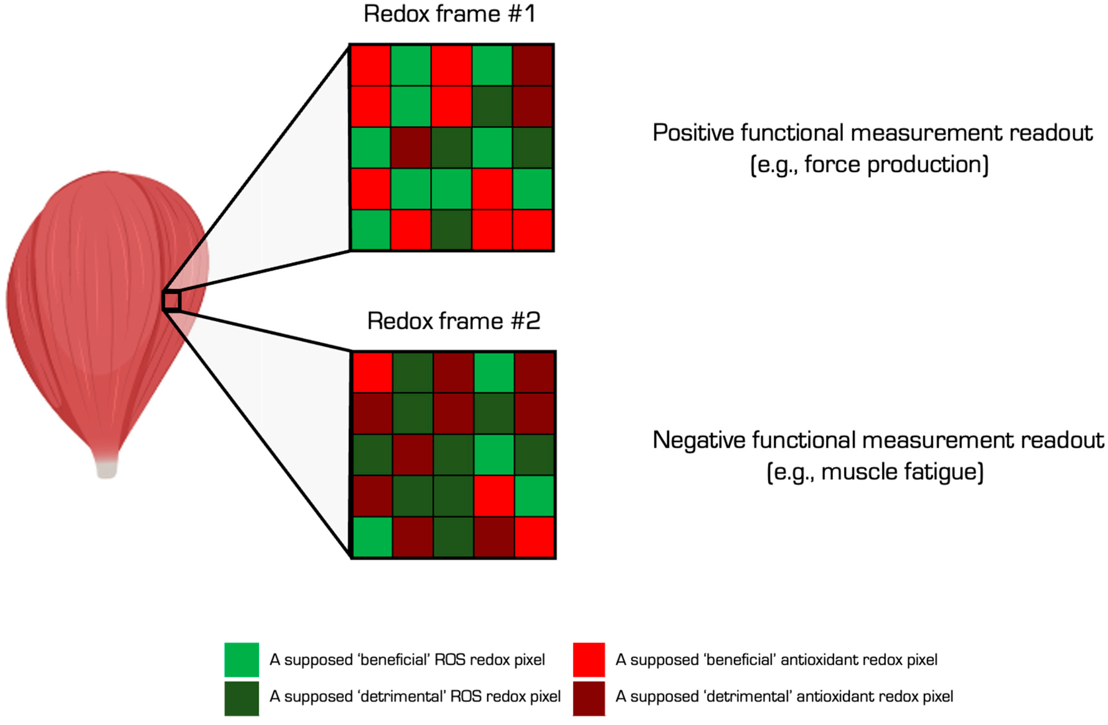 Antioxidants 13 00877 g003