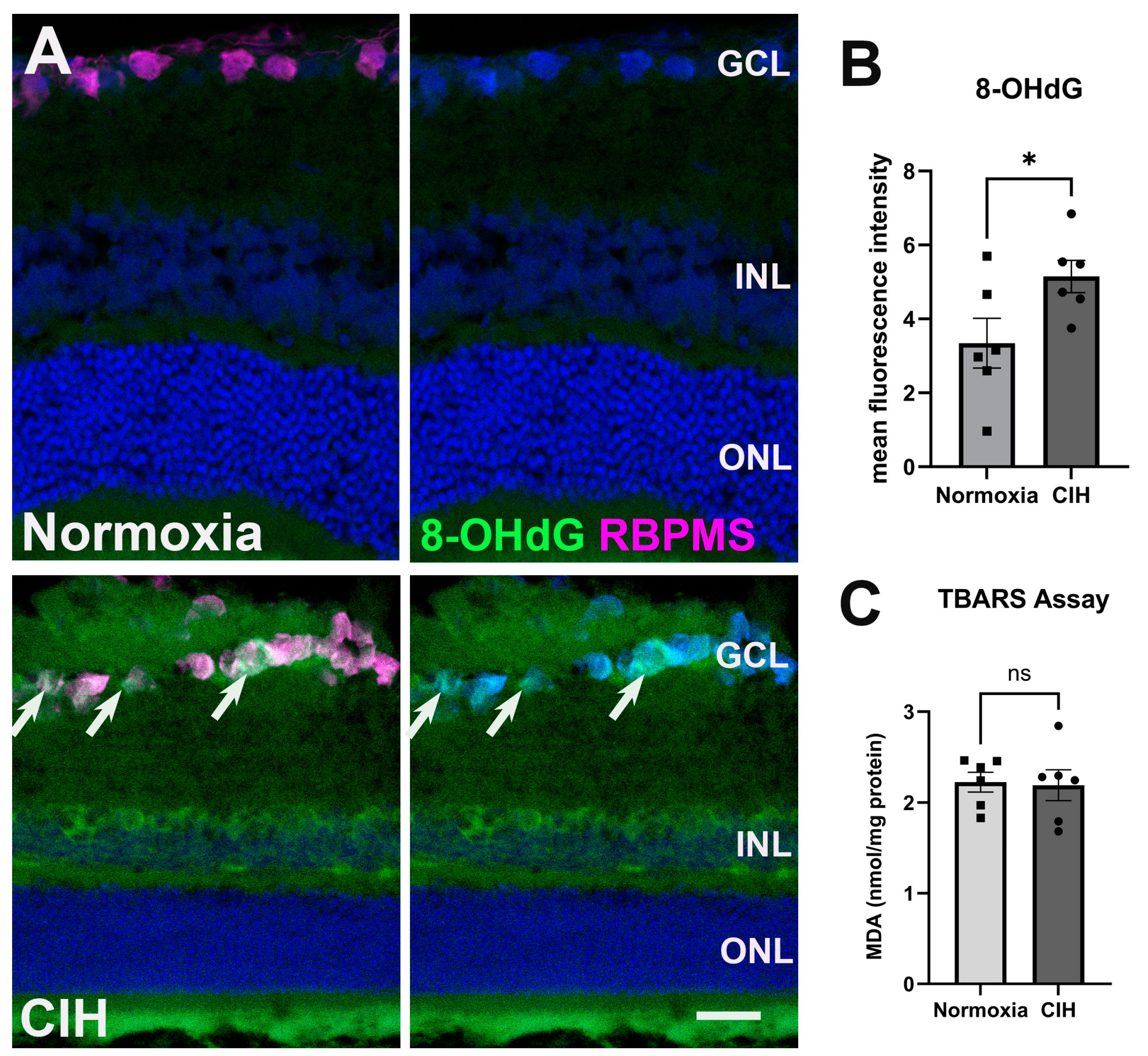 Antioxidants 13 00878 g003