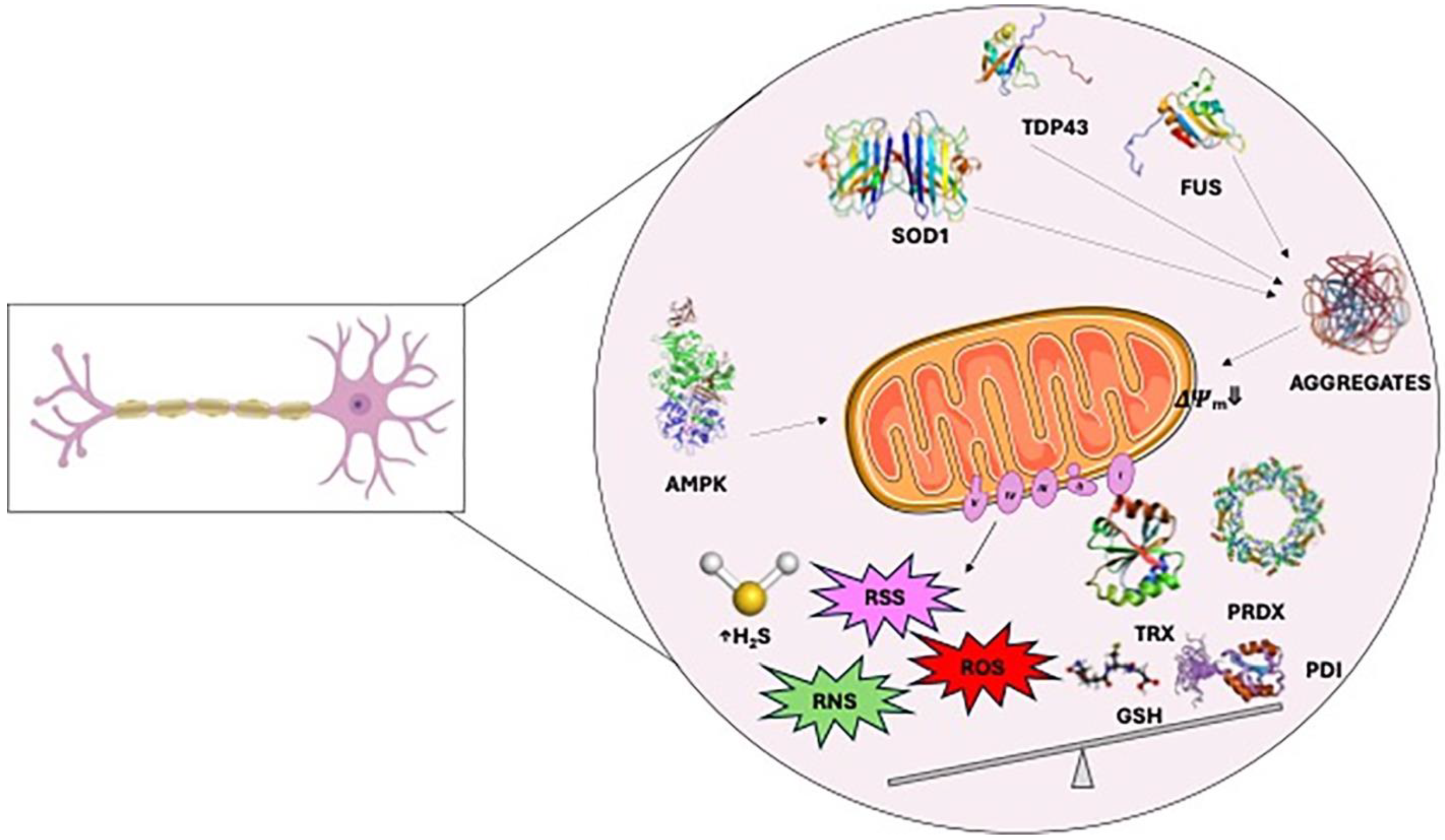 Antioxidants 13 00883 g002