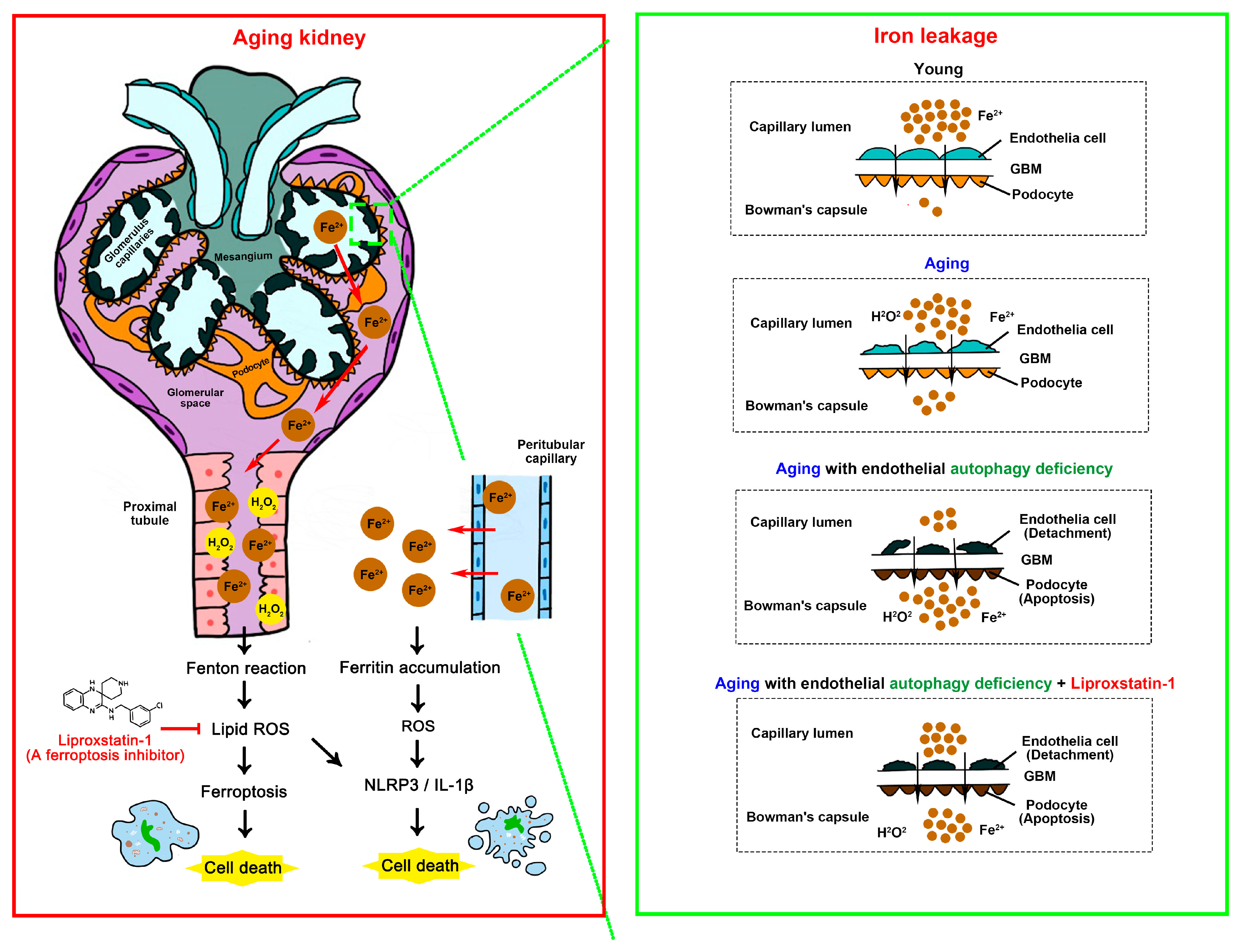 Antioxidants 13 00886 g008