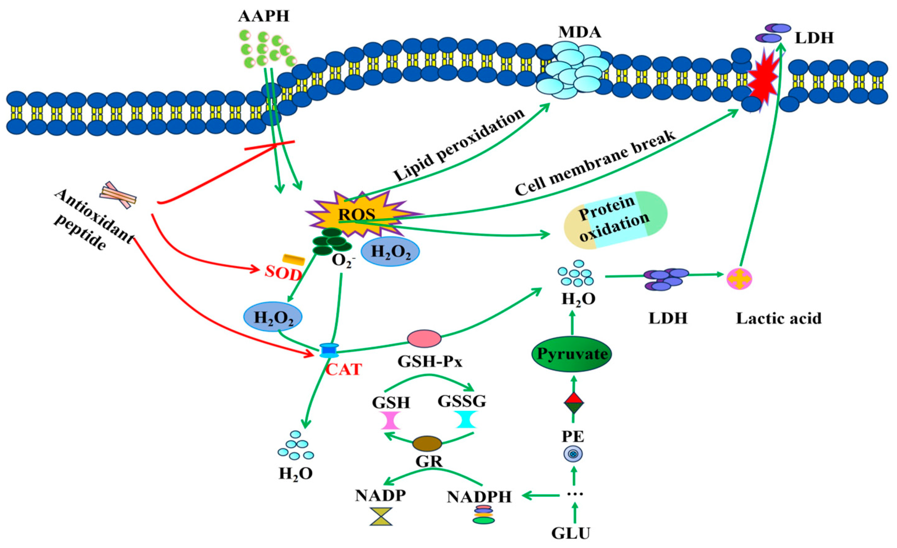 Antioxidants 13 00888 g005