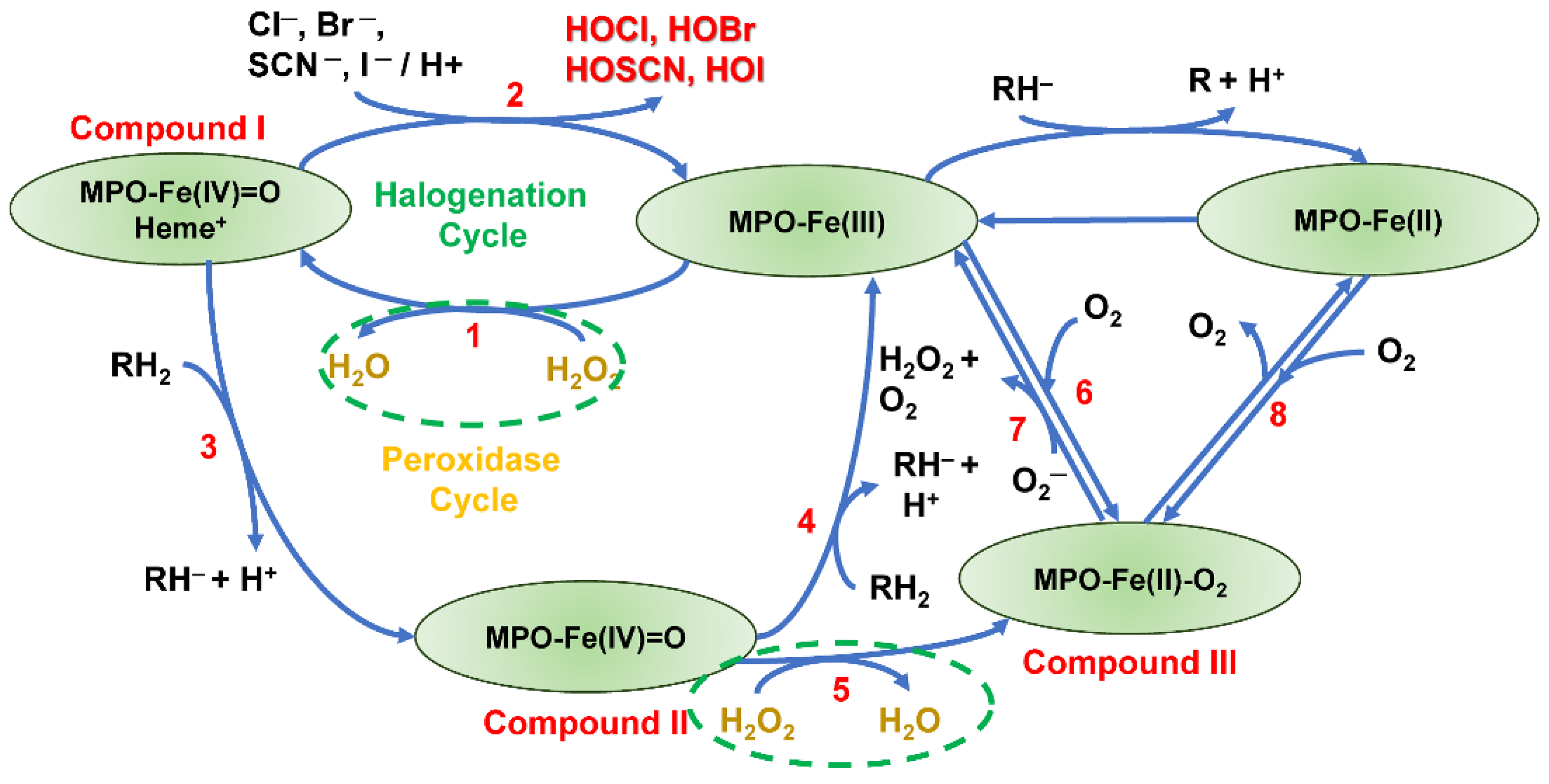 Antioxidants 13 00889 g007 Antioxidants 13 00889 g007