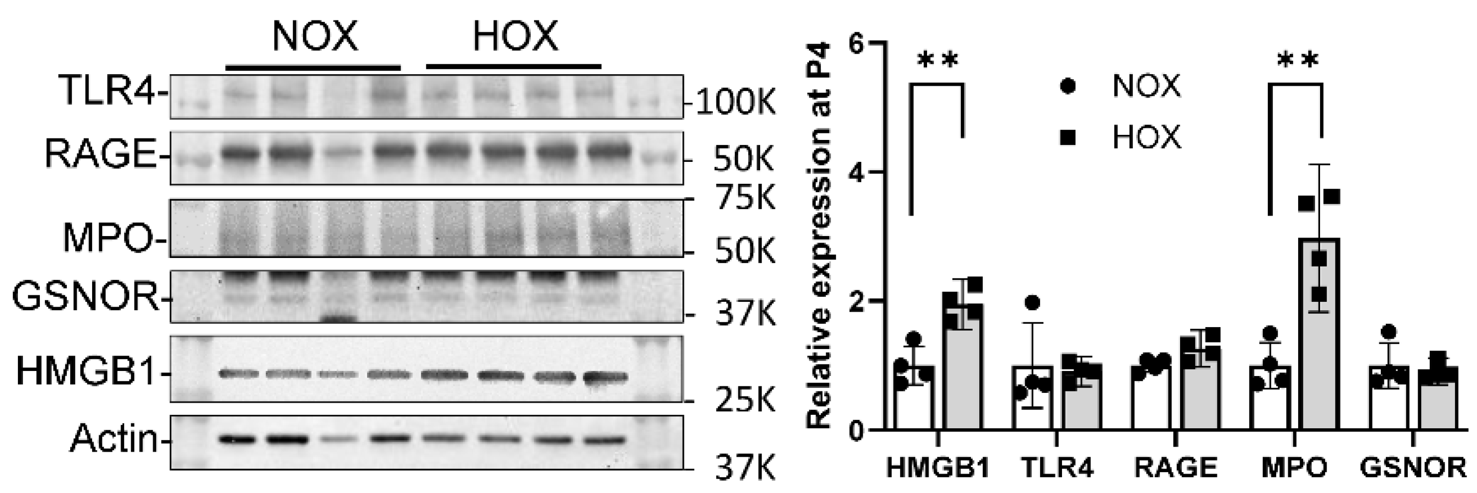 Antioxidants | Free Full-Text | Role of Myeloperoxidase, Oxidative ...