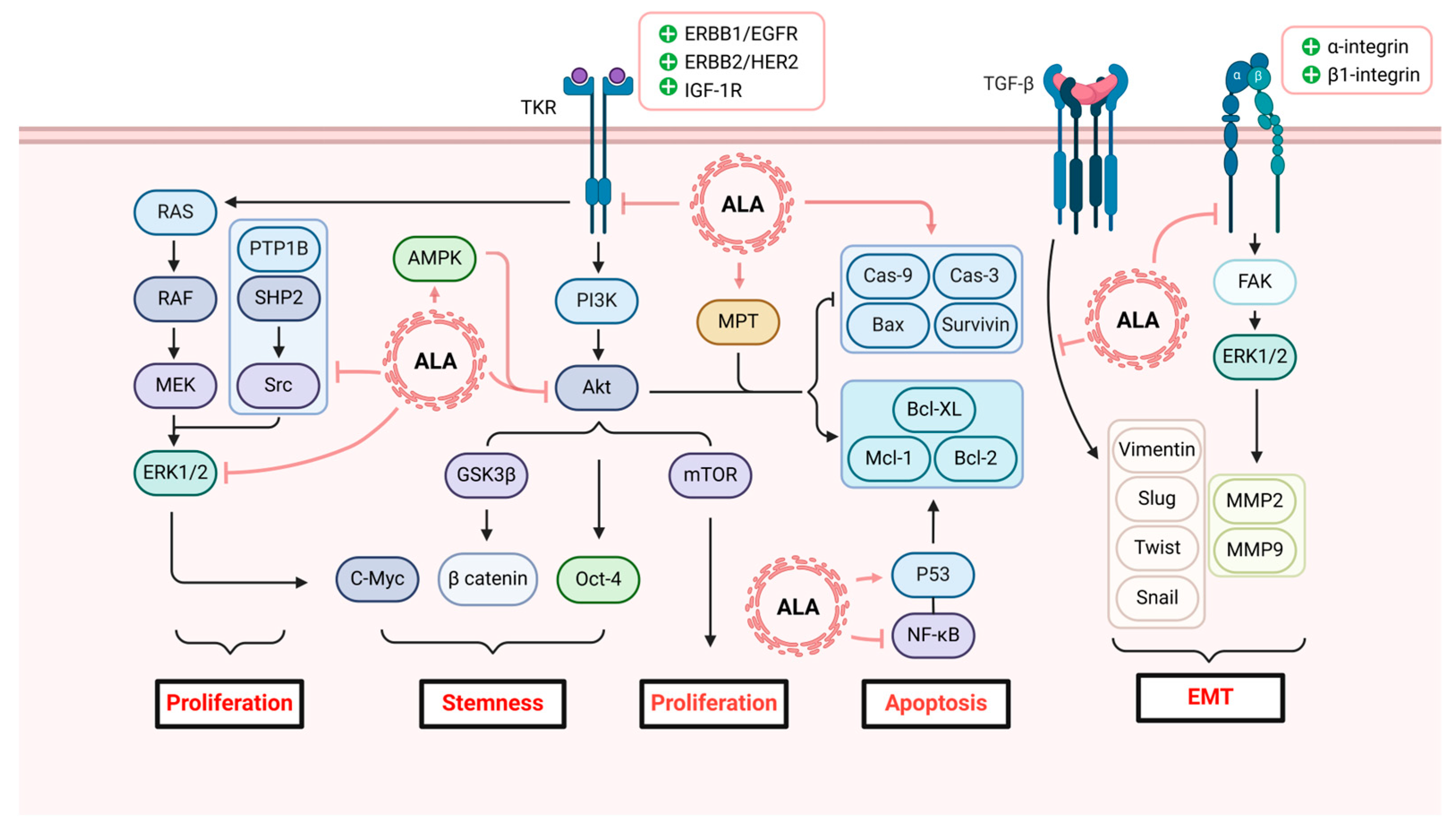 Antioxidants 13 00897 g004