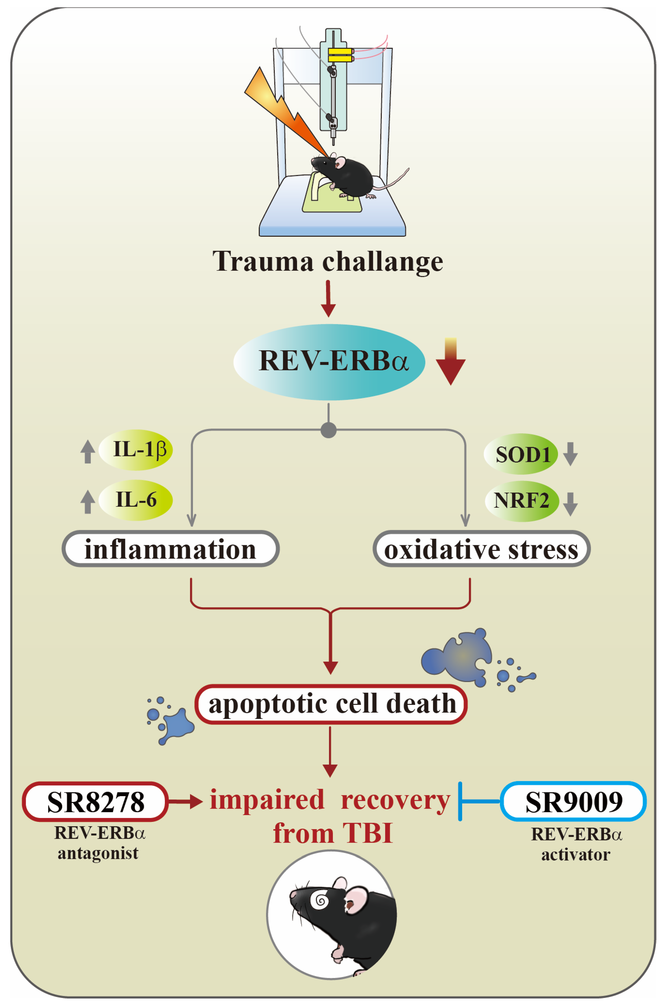 Antioxidants 13 00901 g010