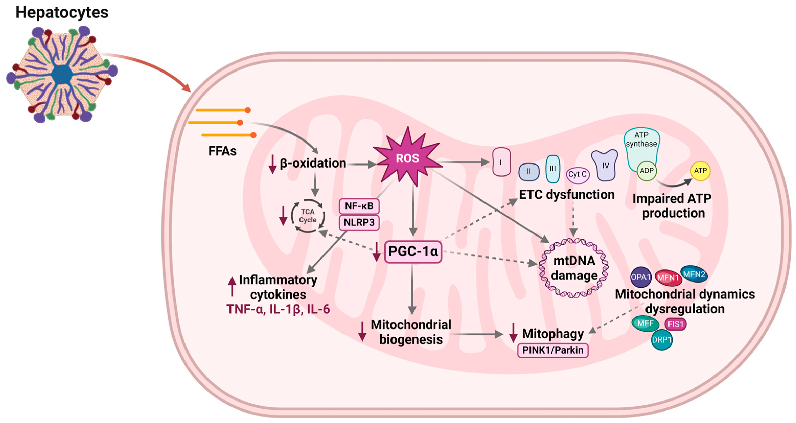 Antioxidants 13 00906 g003