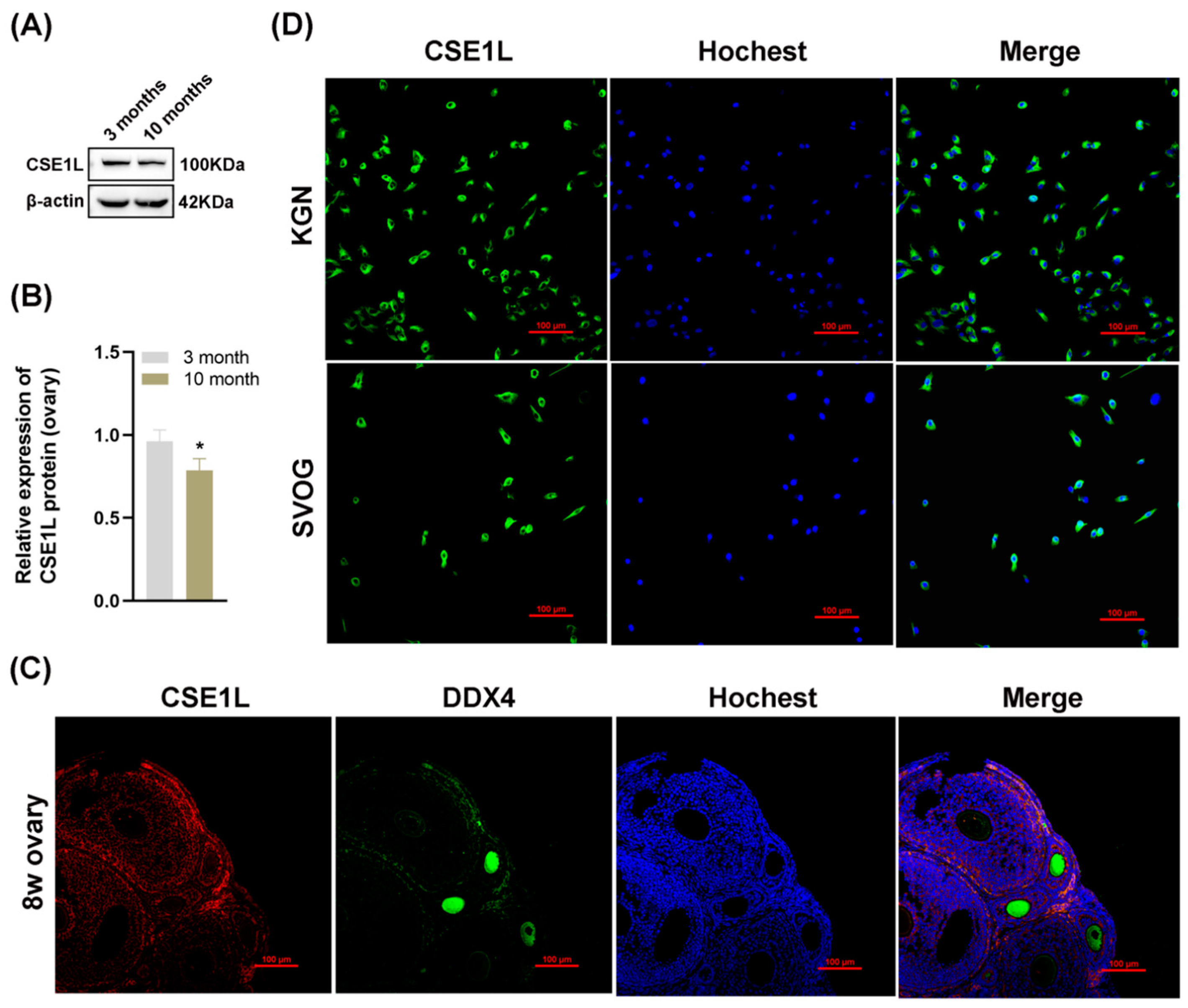 Antioxidants 13 00911 g003