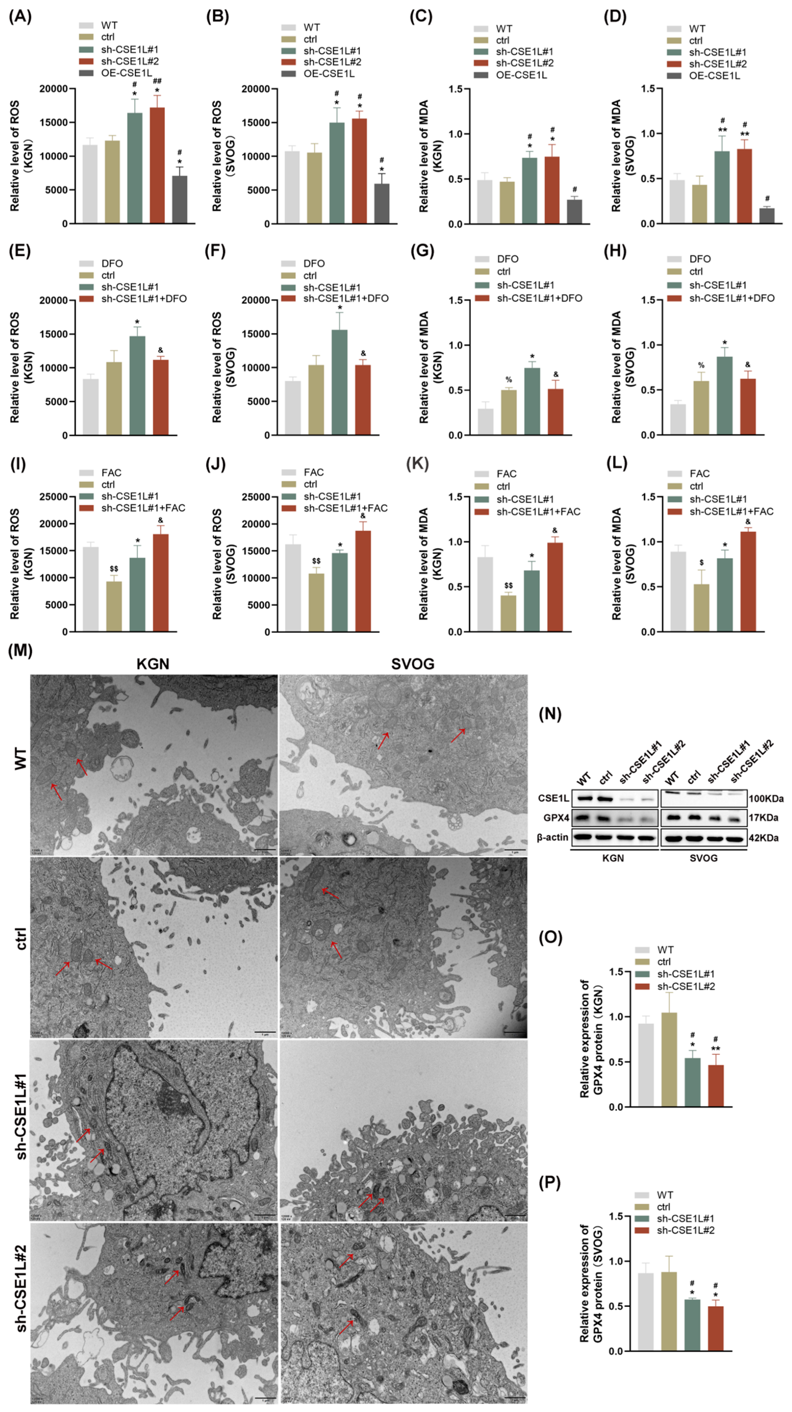 Antioxidants 13 00911 g005