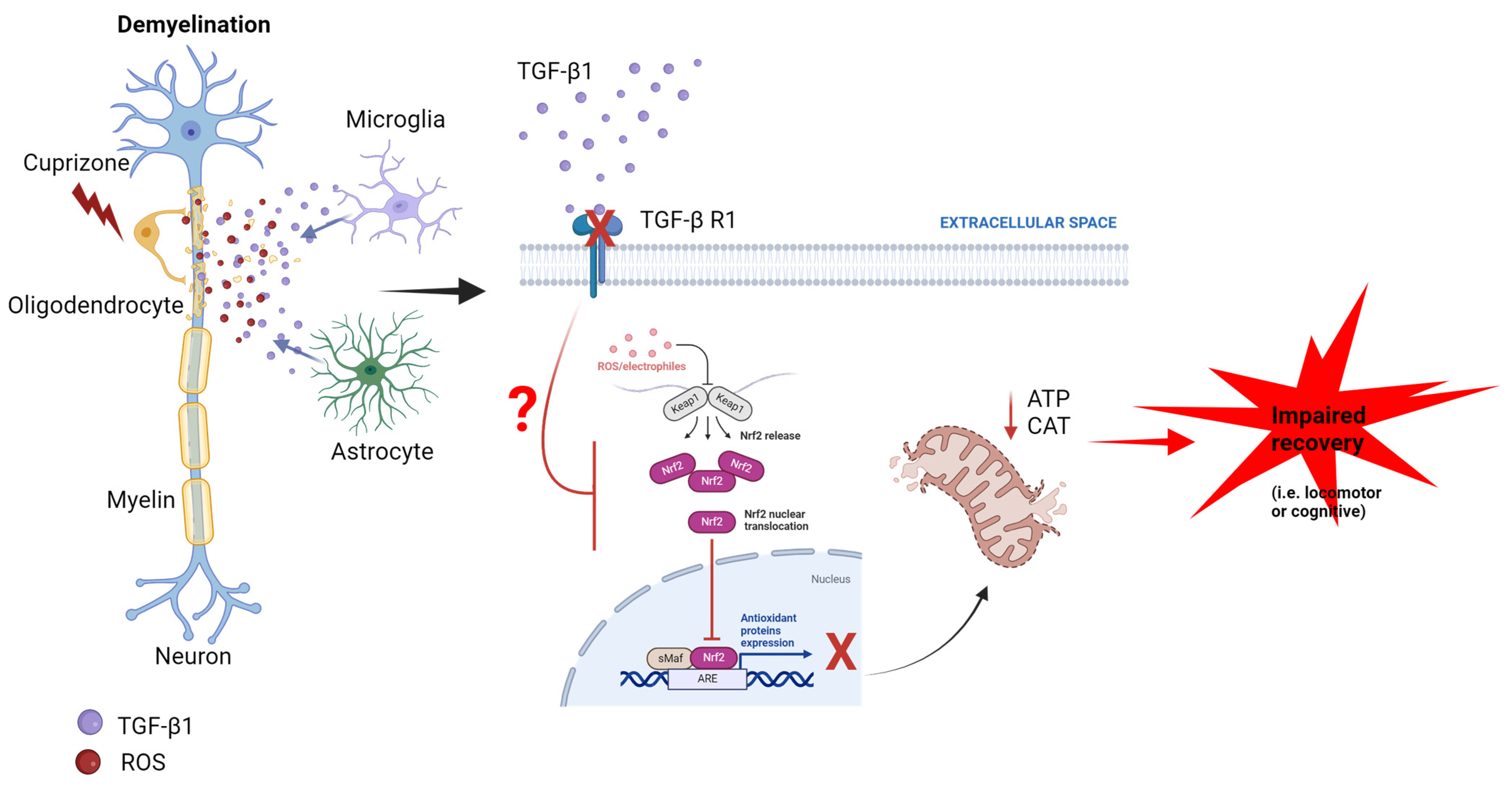 Antioxidants 13 00914 g005