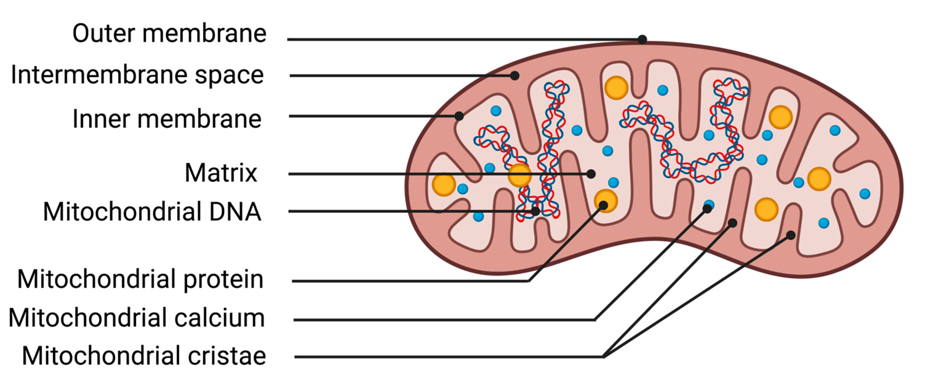 Antioxidants 13 00920 g002