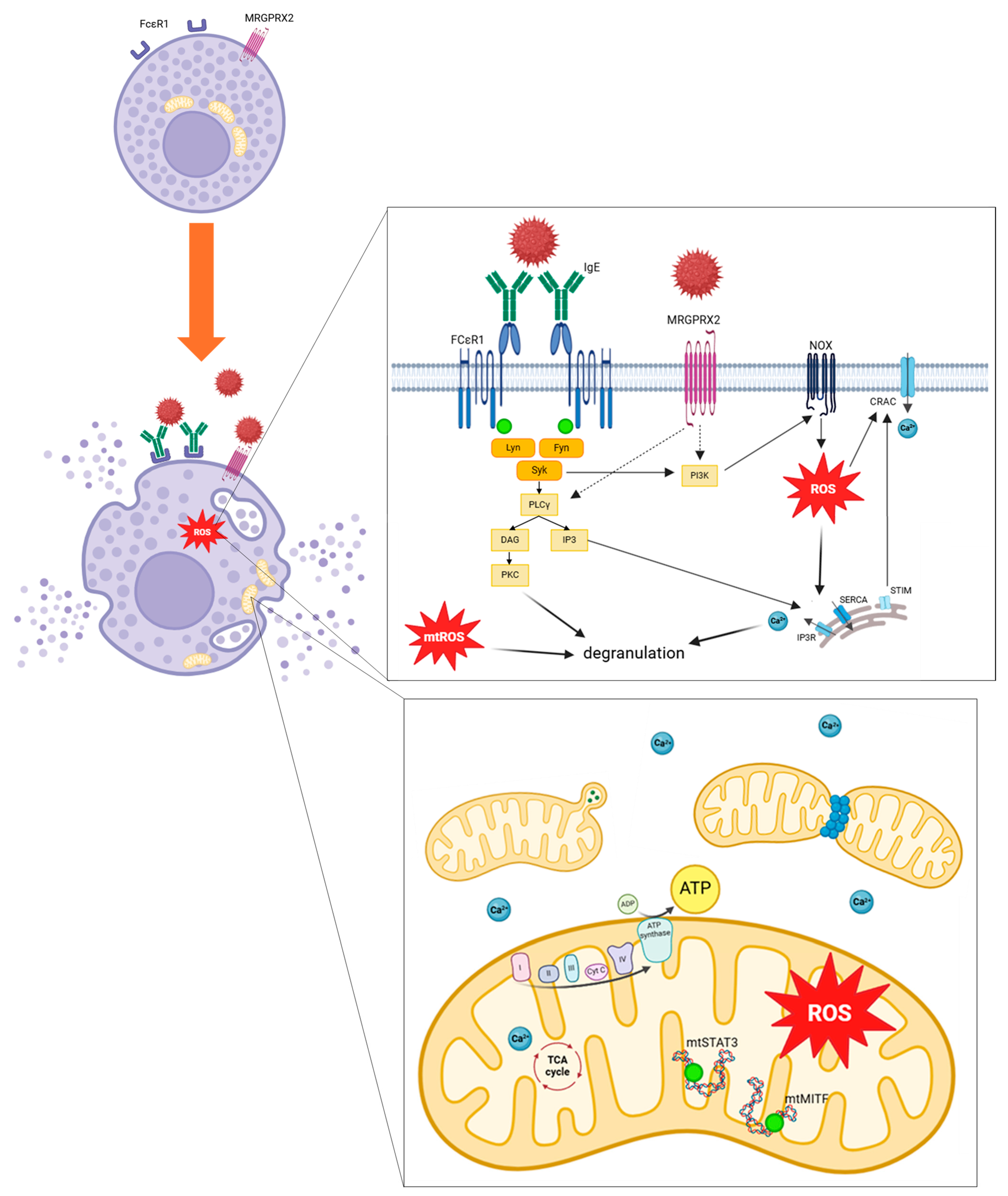 Antioxidants 13 00920 g006