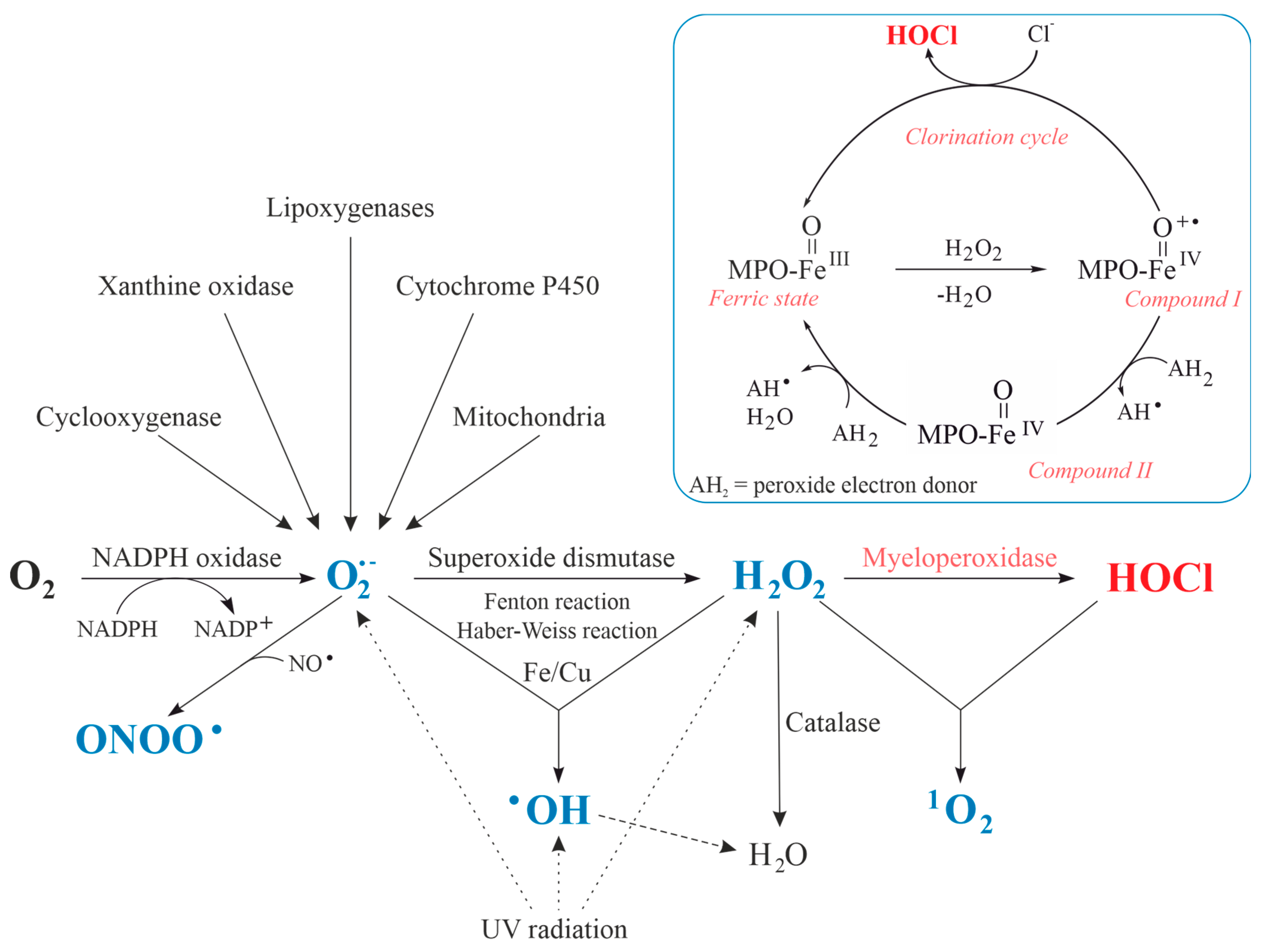 Antioxidants 13 00921 g002