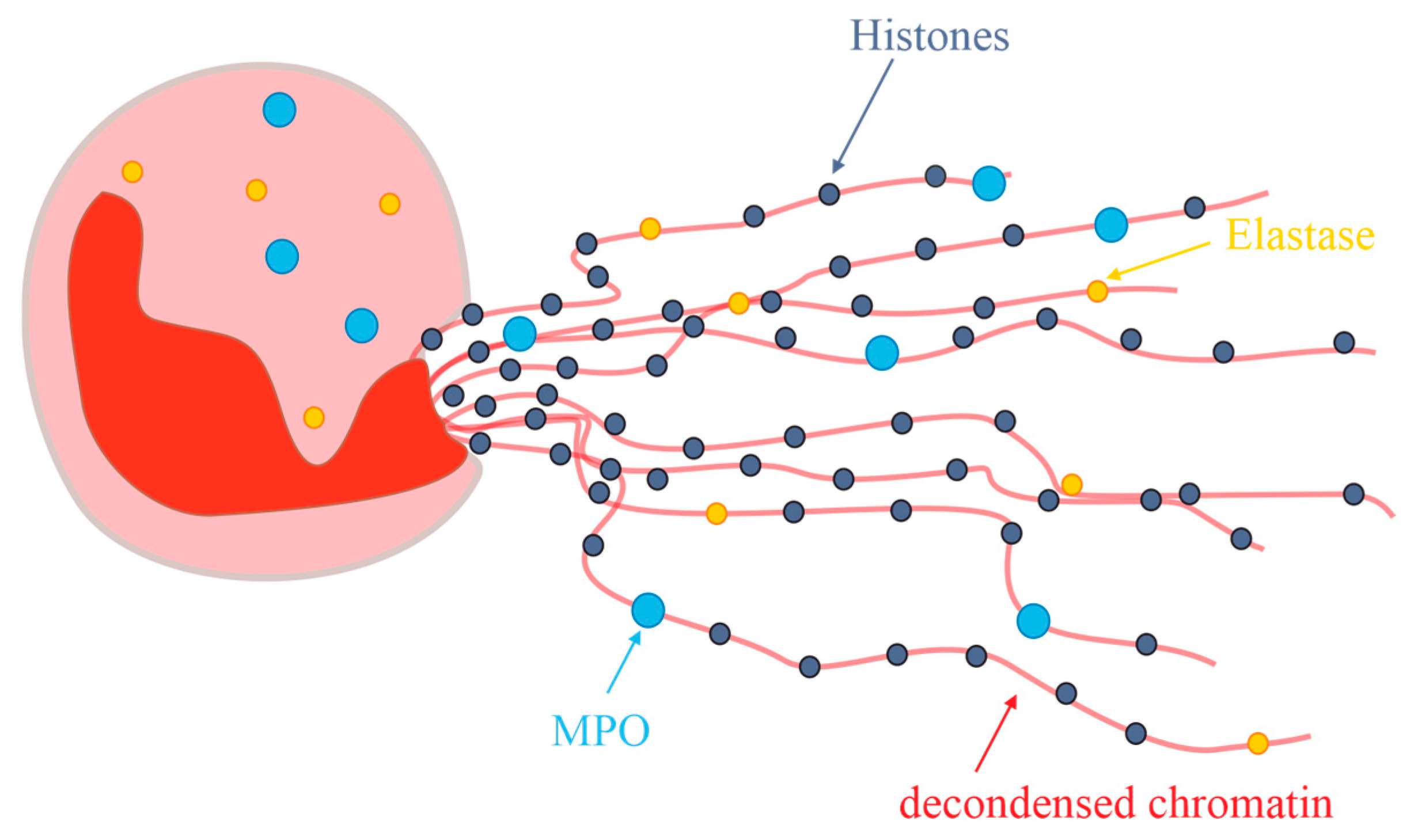 Antioxidants 13 00921 g009