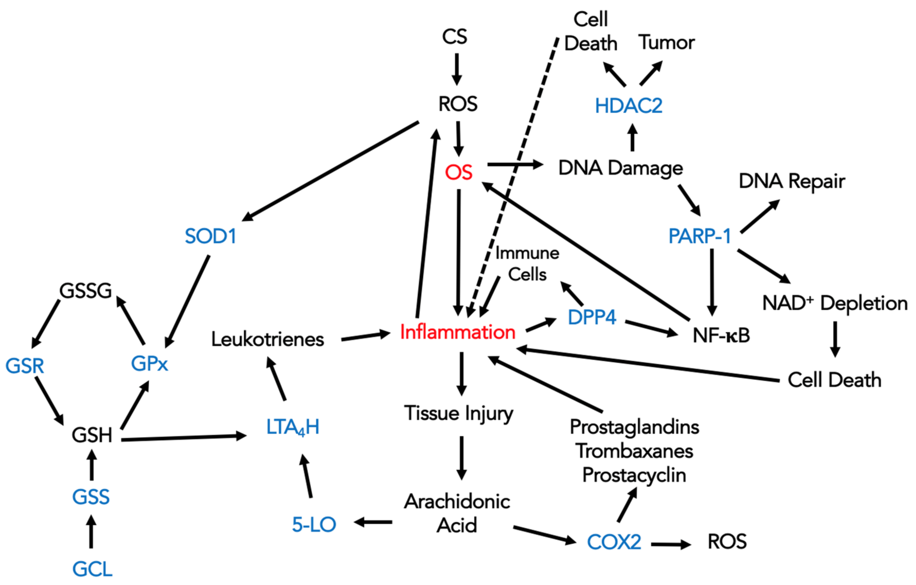Antioxidants 13 00953 g005