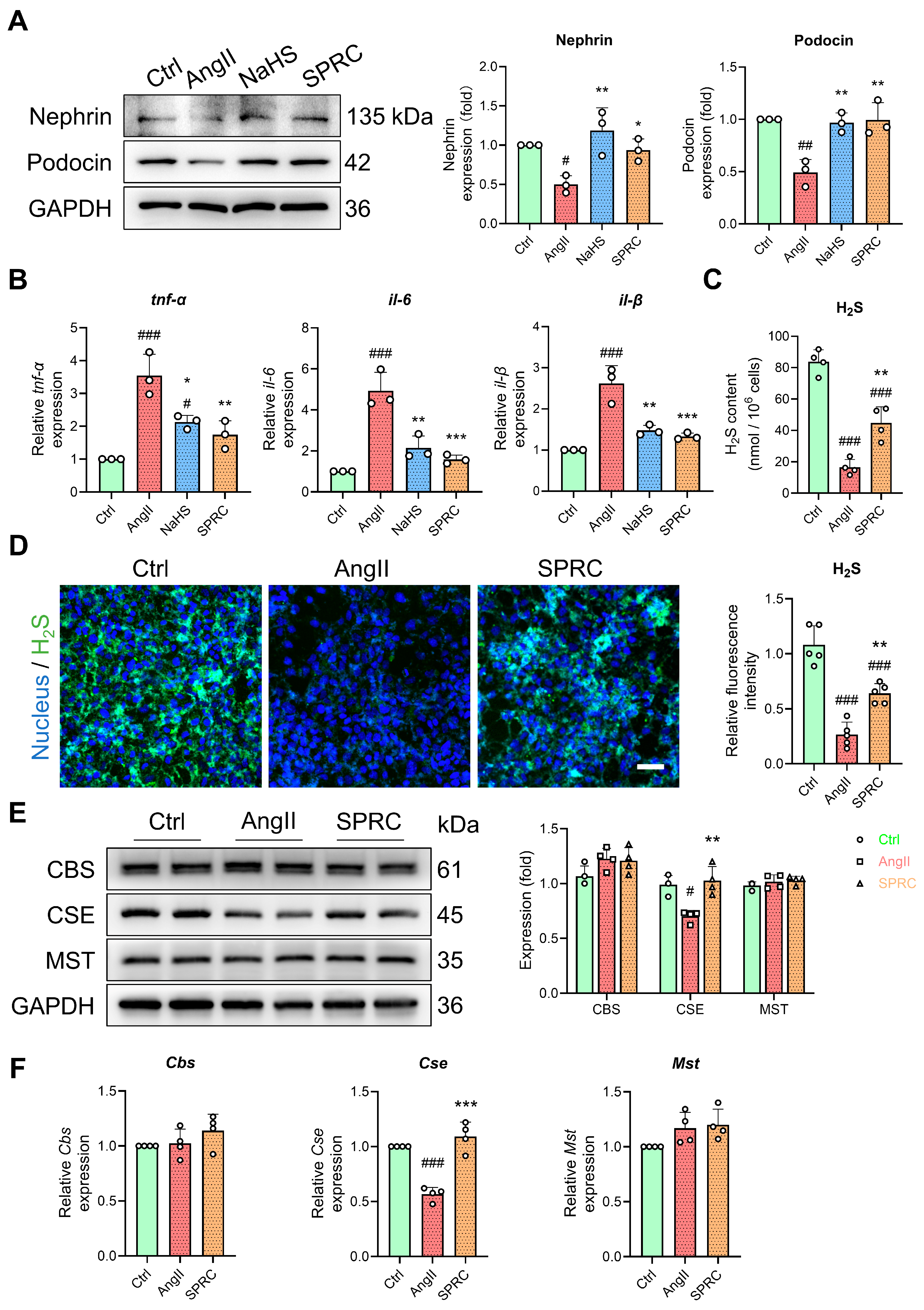 Antioxidants 13 00958 g007