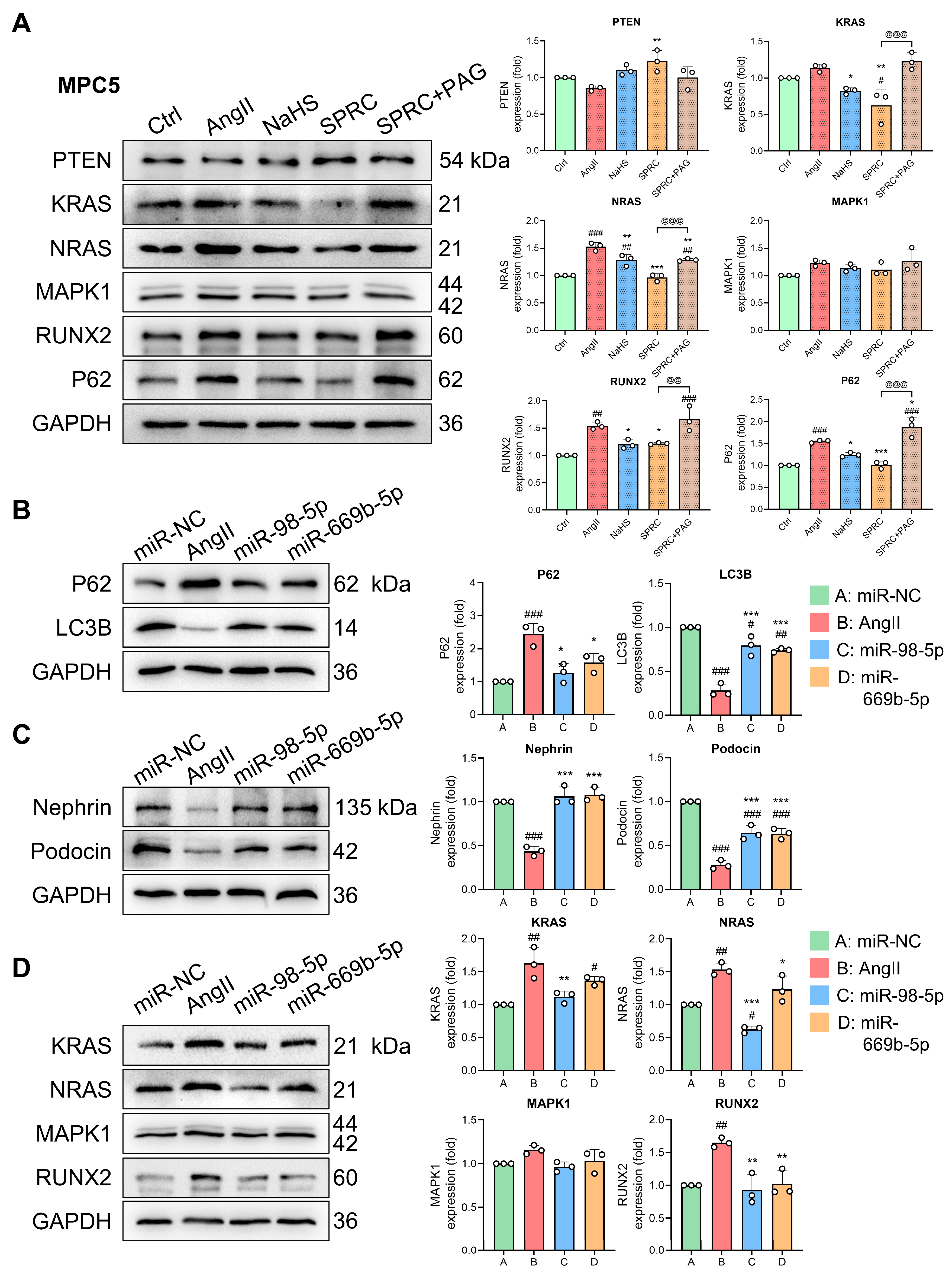 Antioxidants 13 00958 g010