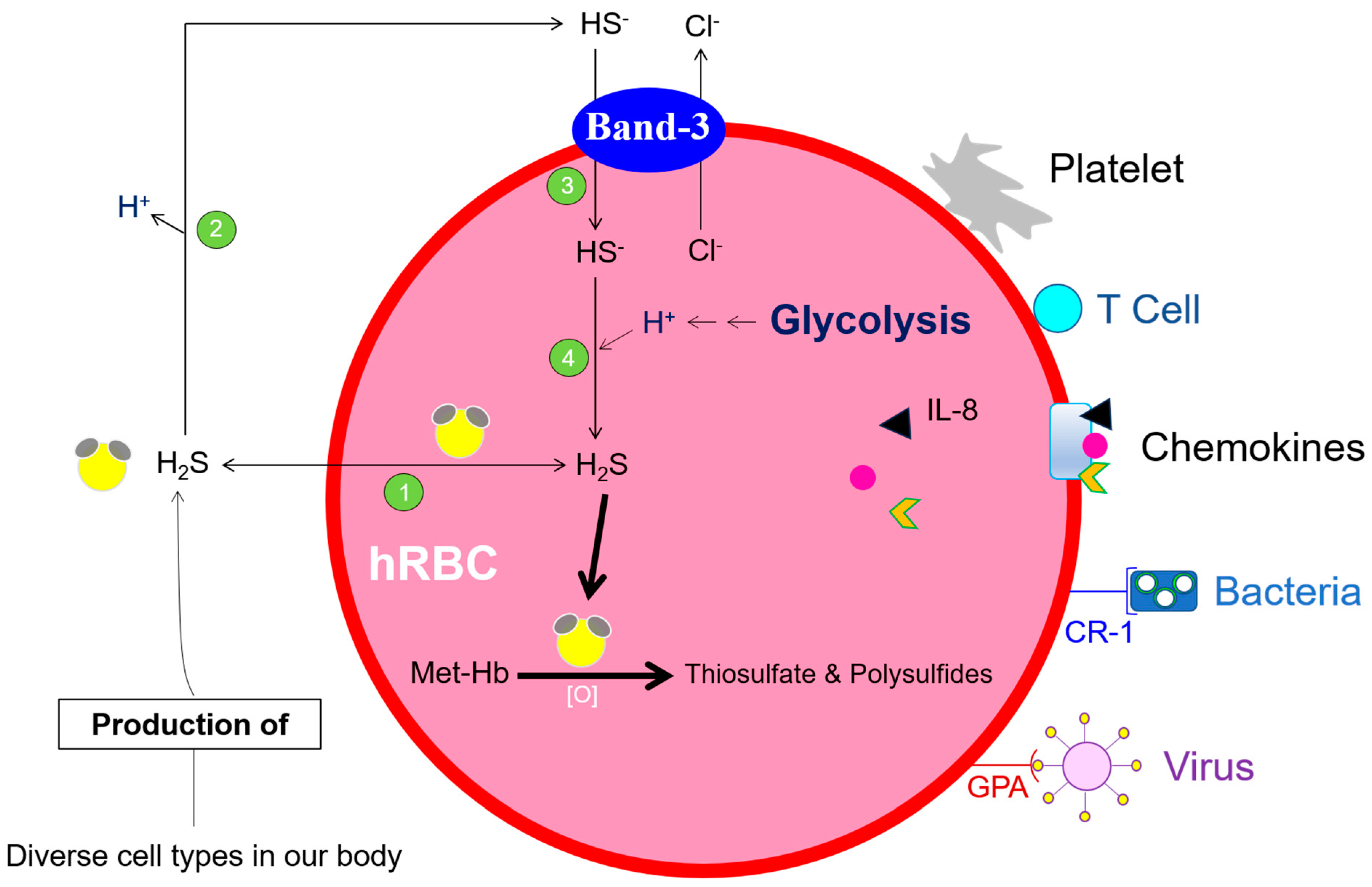 Antioxidants 13 00968 g001