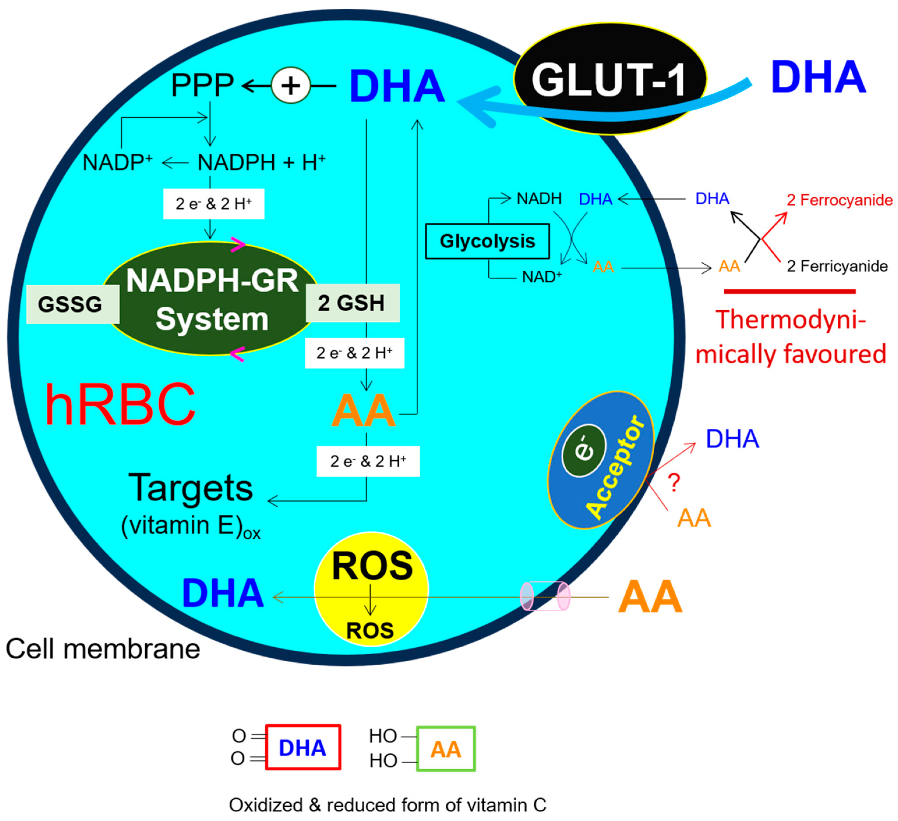 Antioxidants 13 00968 g004