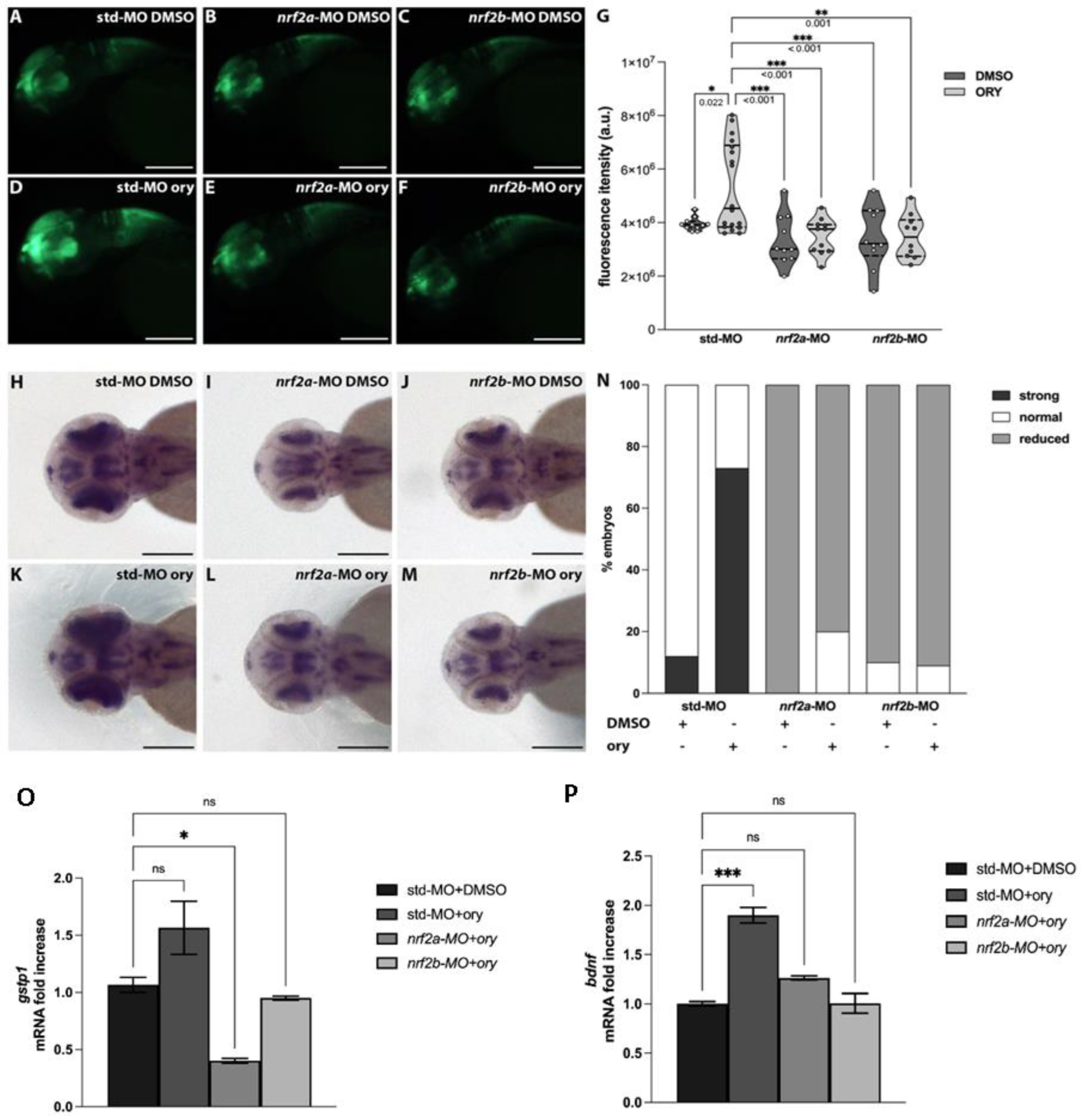 Antioxidants 13 00969 g005