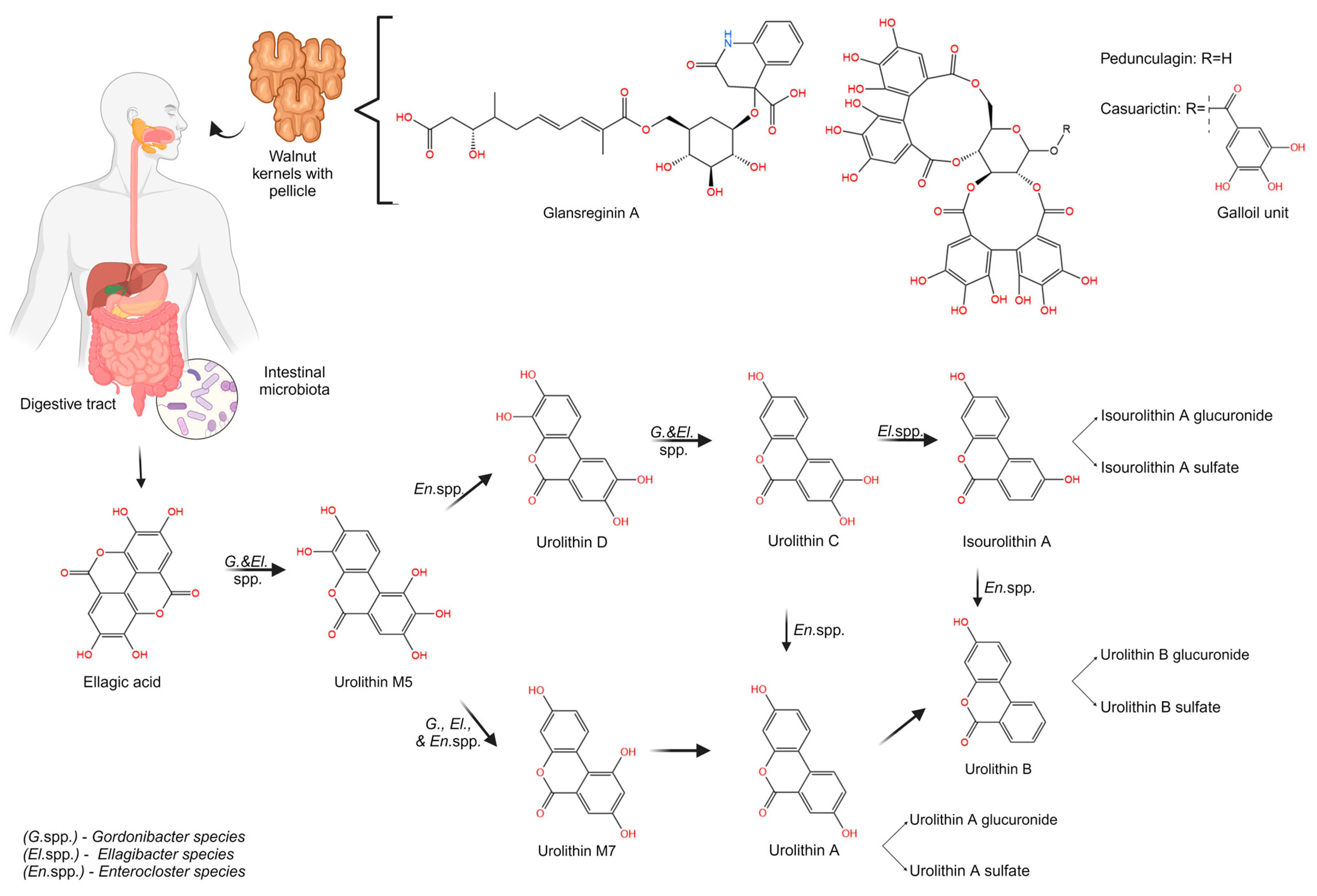 Antioxidants 13 00974 g002 Antioxidants 13 00974 g002