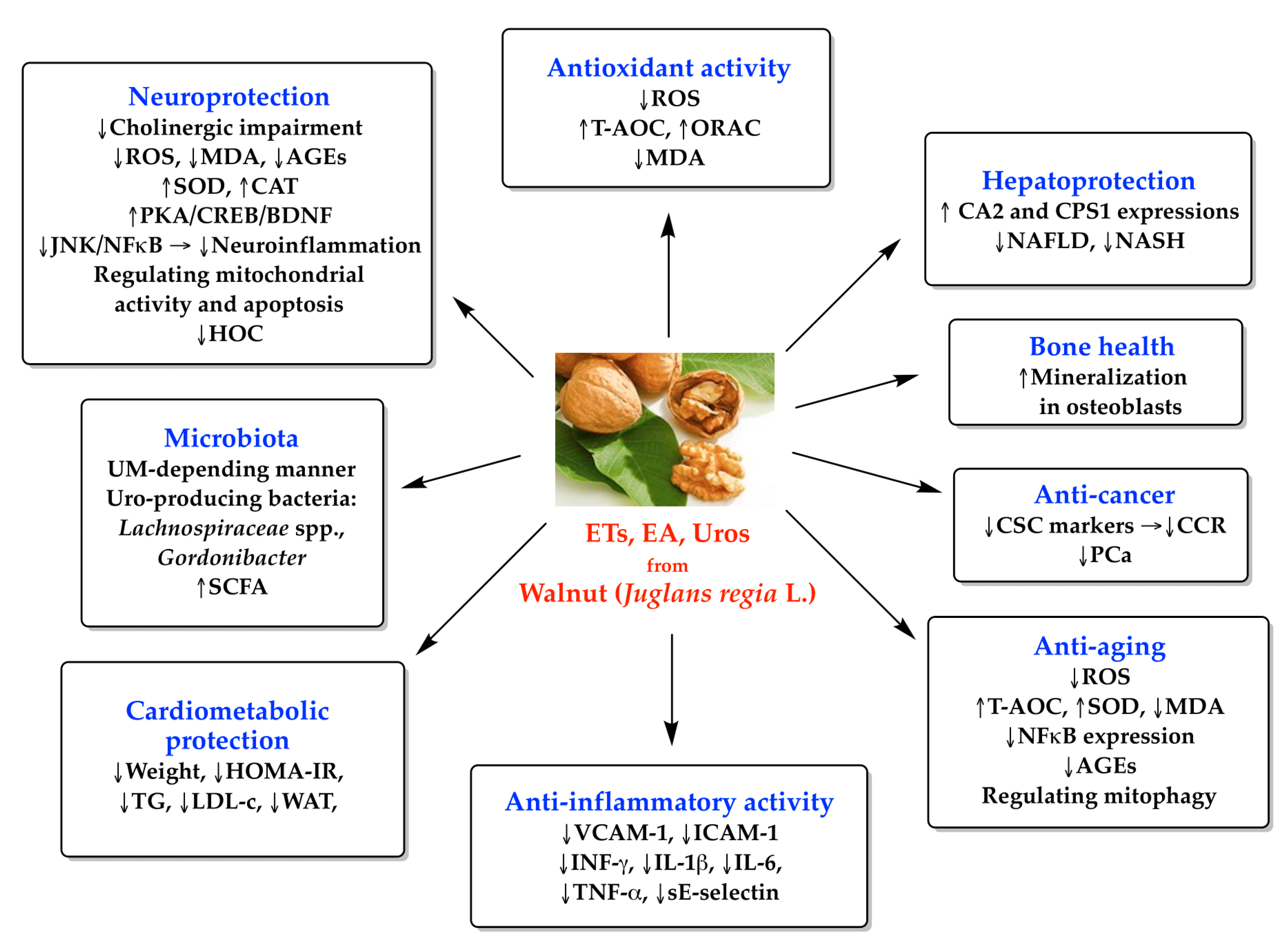 Antioxidants 13 00974 g003 Antioxidants 13 00974 g003
