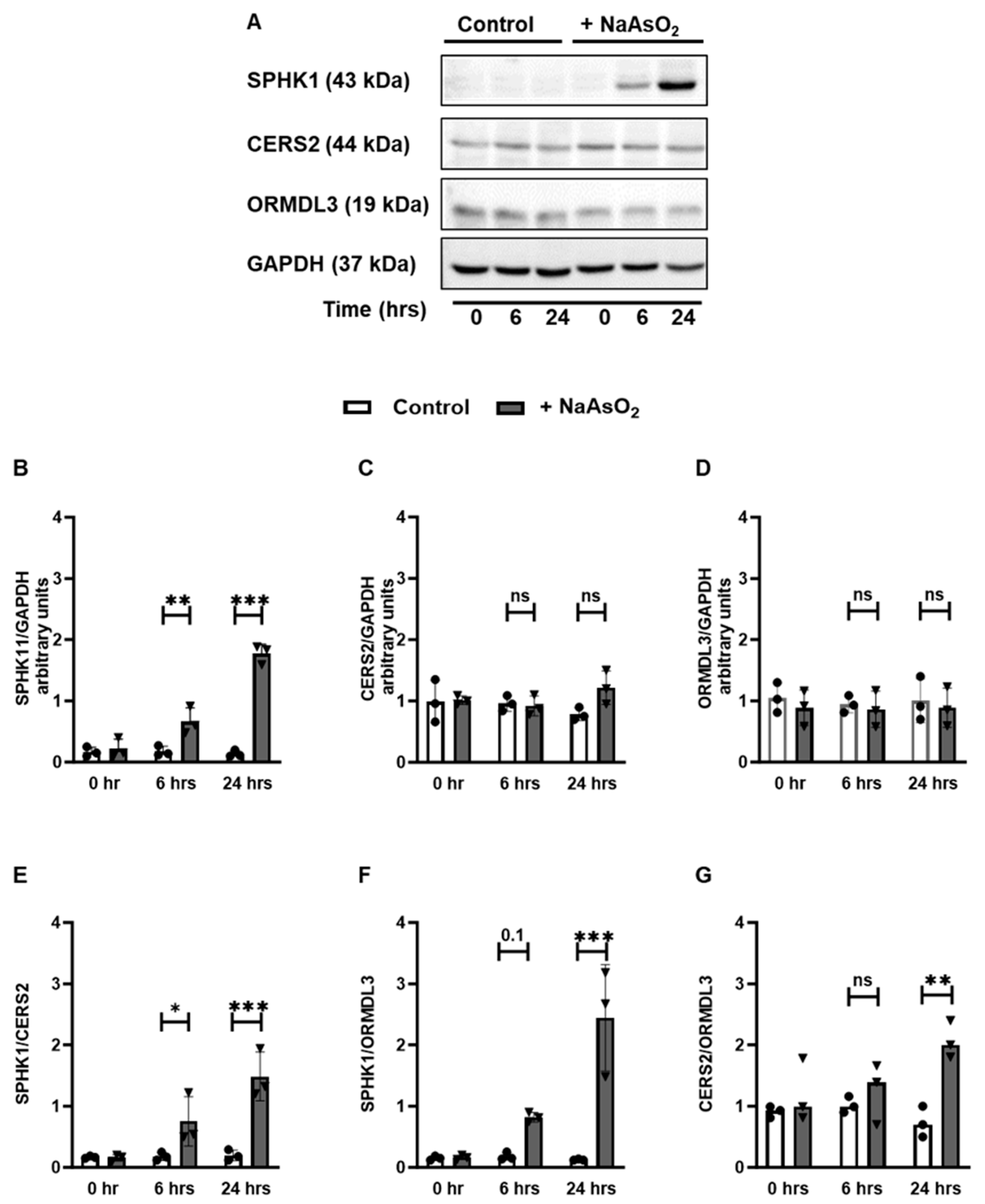 Antioxidants 13 00978 g002
