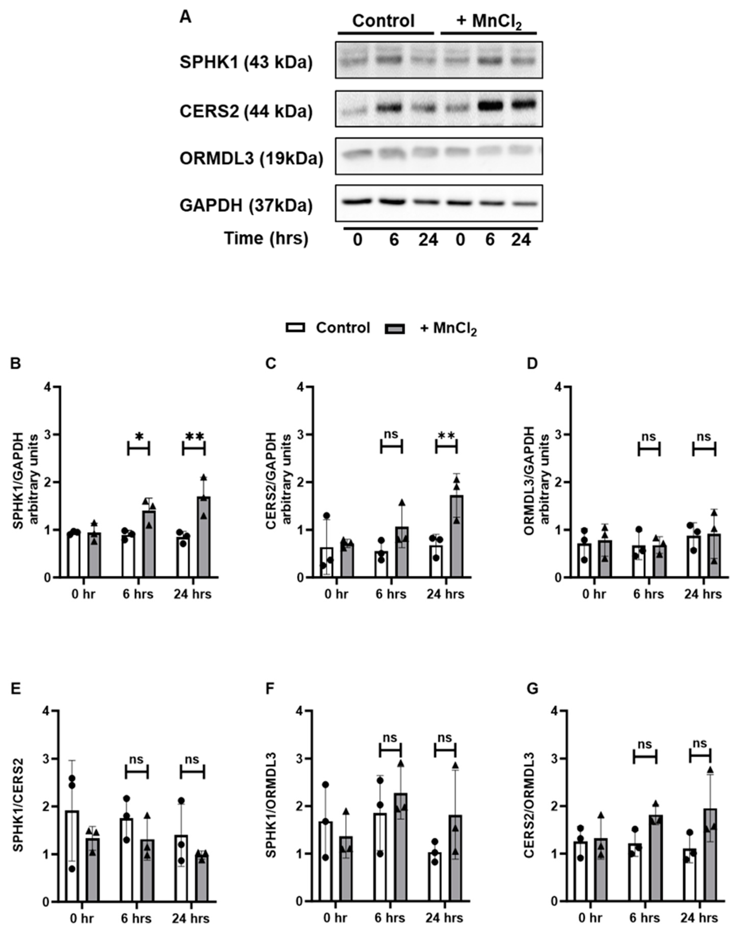 Antioxidants 13 00978 g003