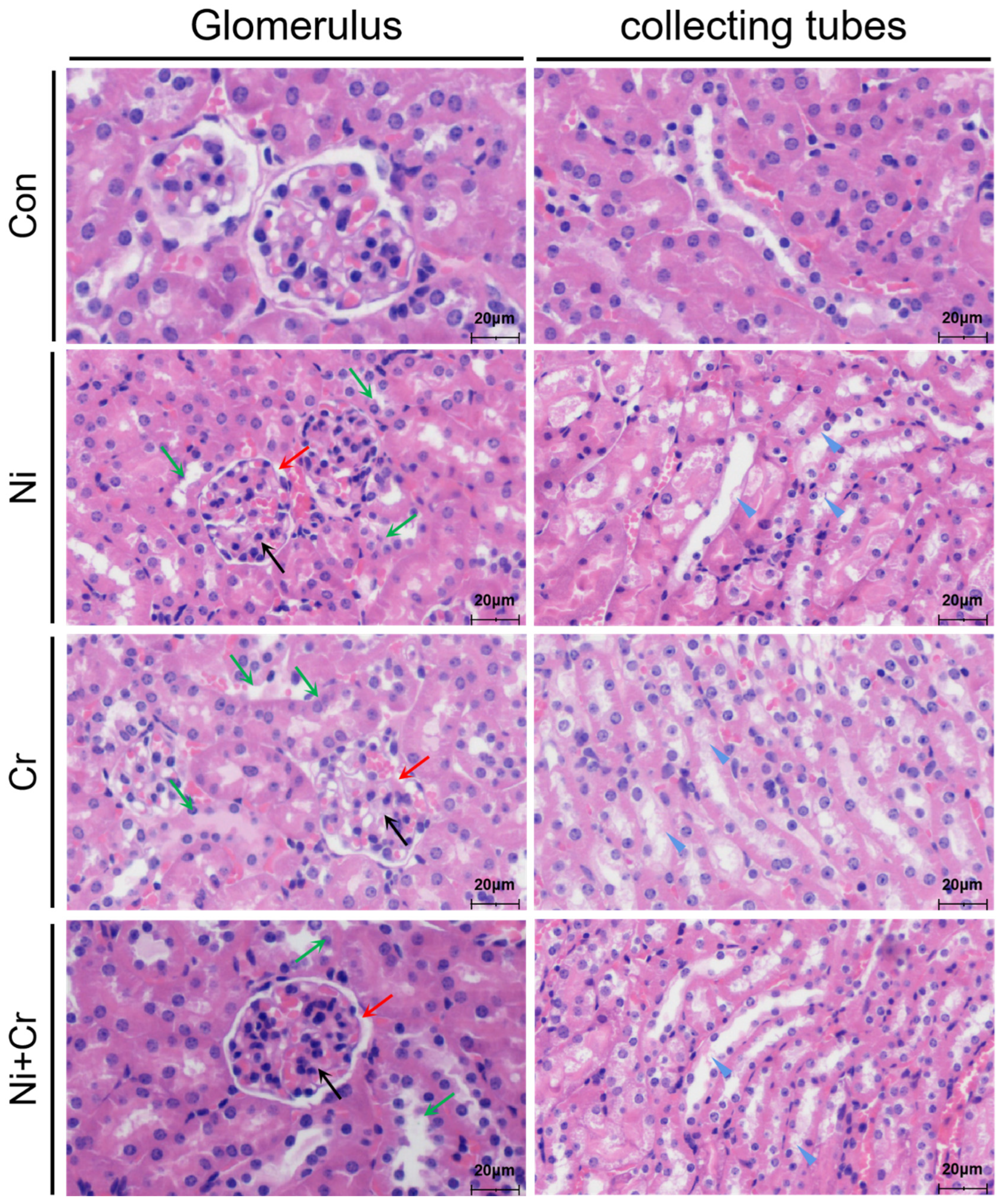 Antioxidants 13 00980 g002