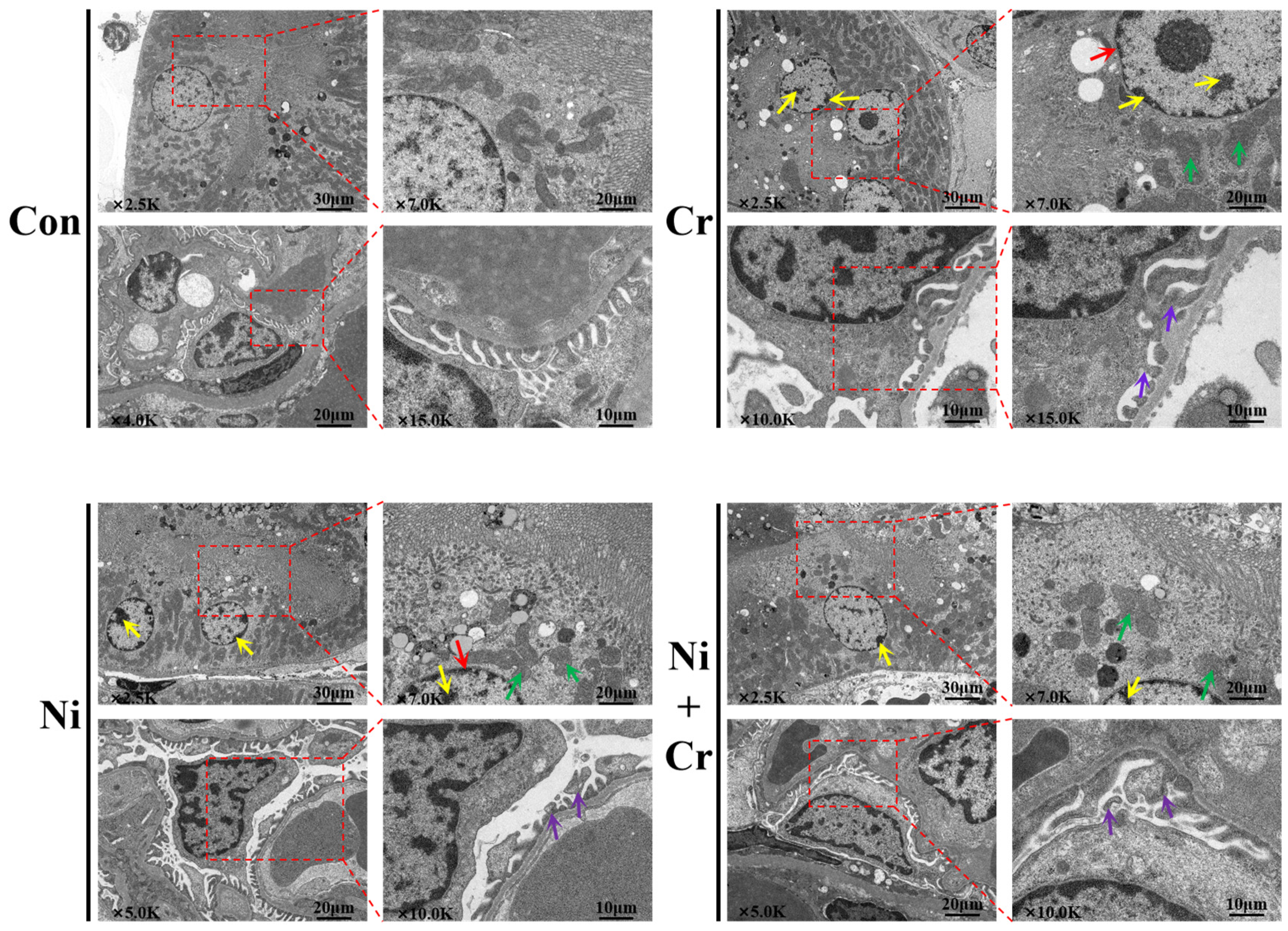 Antioxidants 13 00980 g003