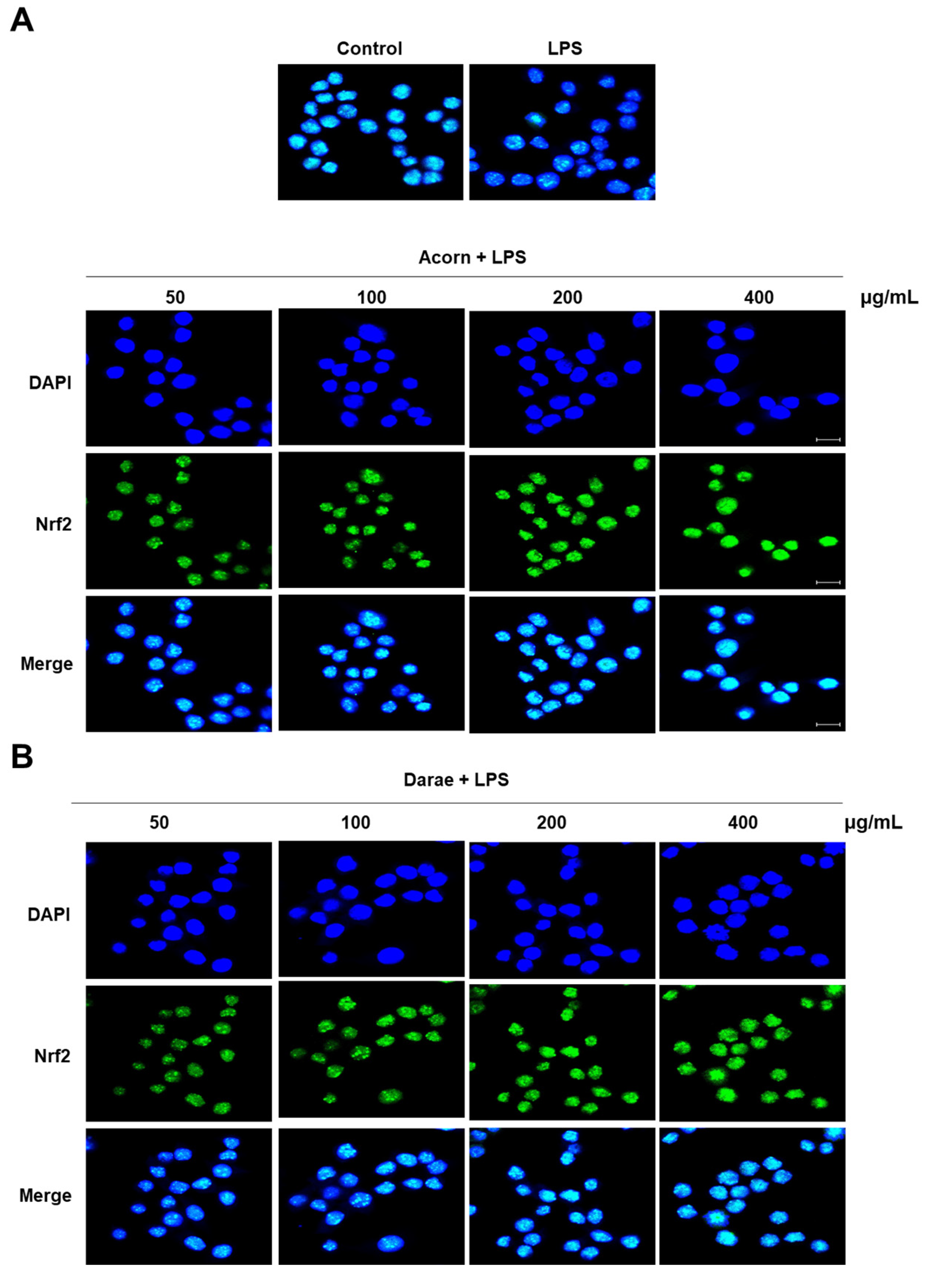 Antioxidants 13 00981 g003