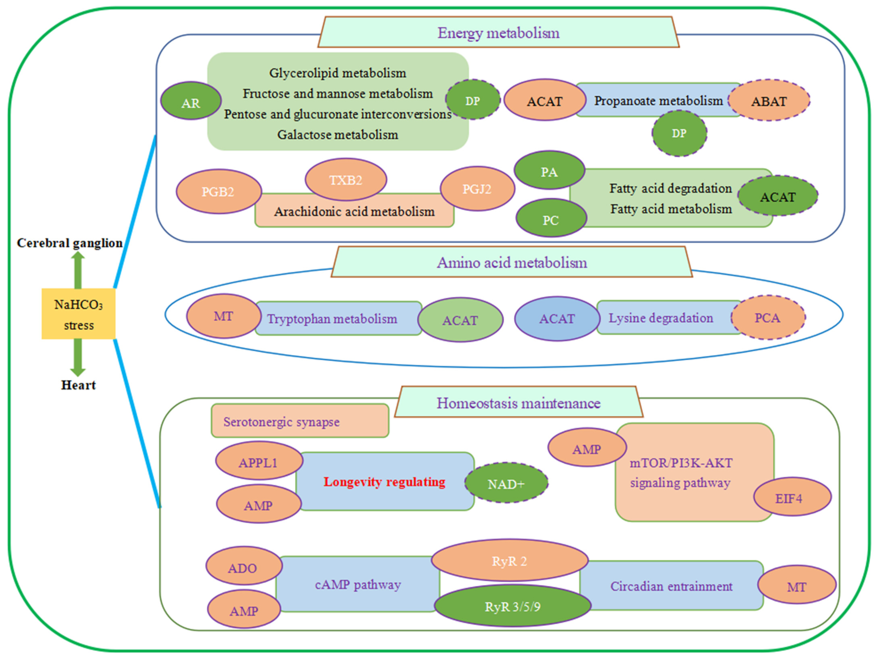 Antioxidants 13 00986 g005
