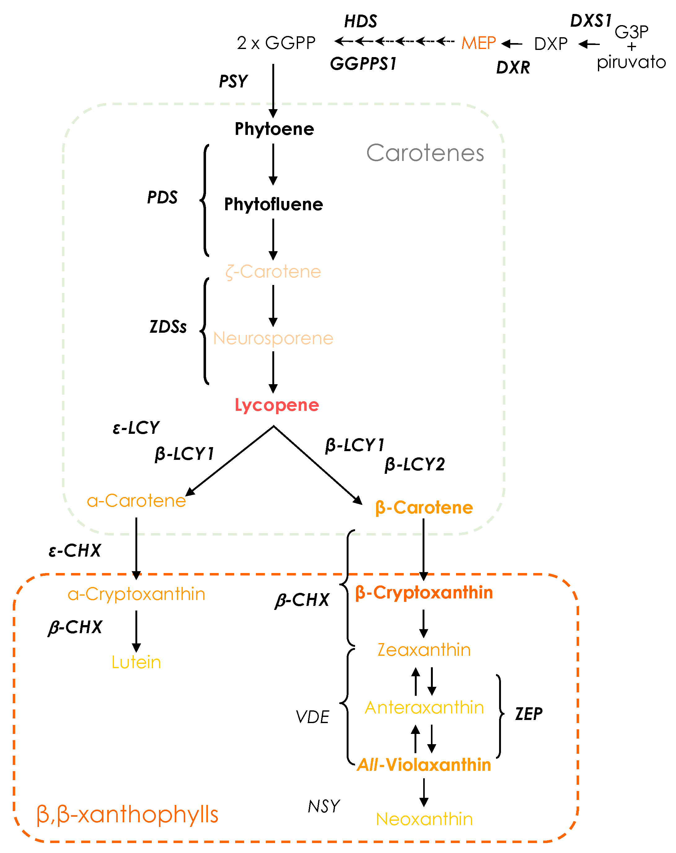 Antioxidants 13 00994 g001