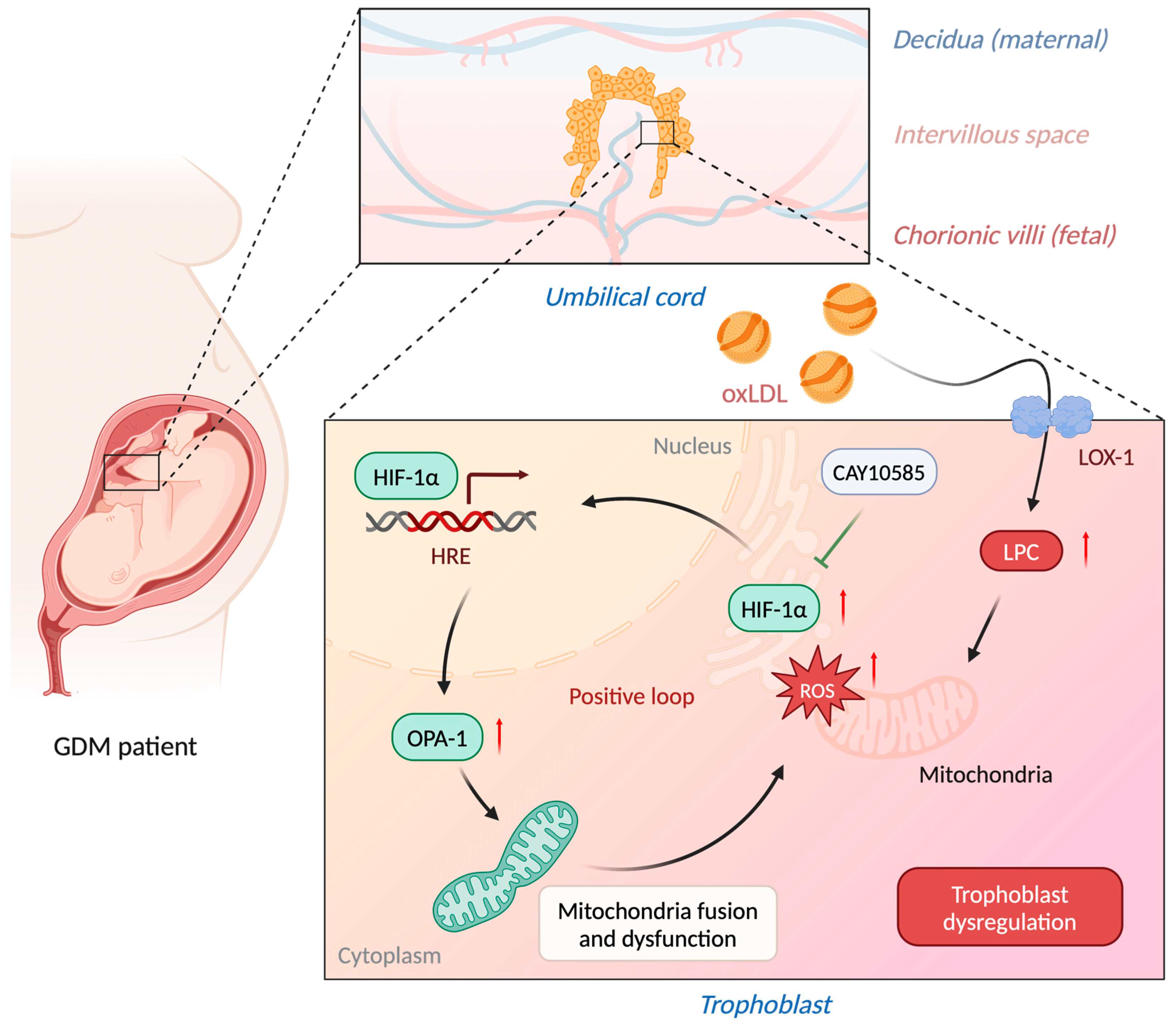 Antioxidants 13 01007 g007