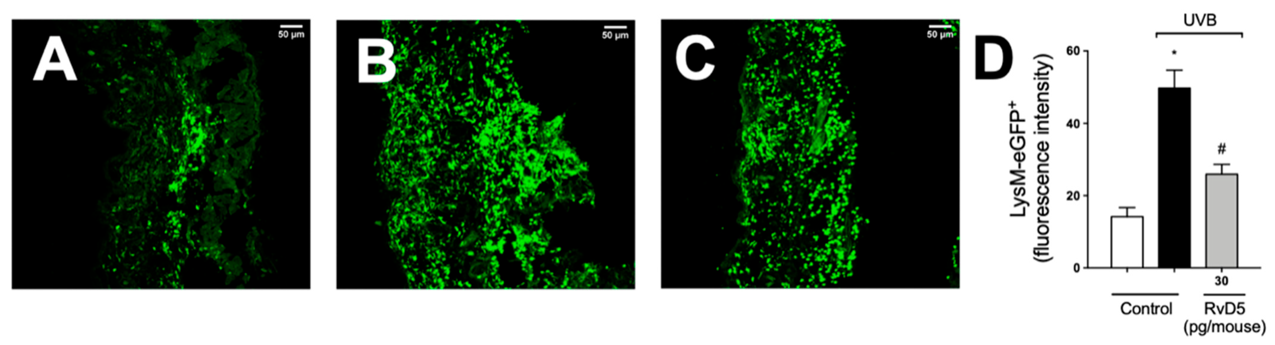 Antioxidants 13 01008 g007