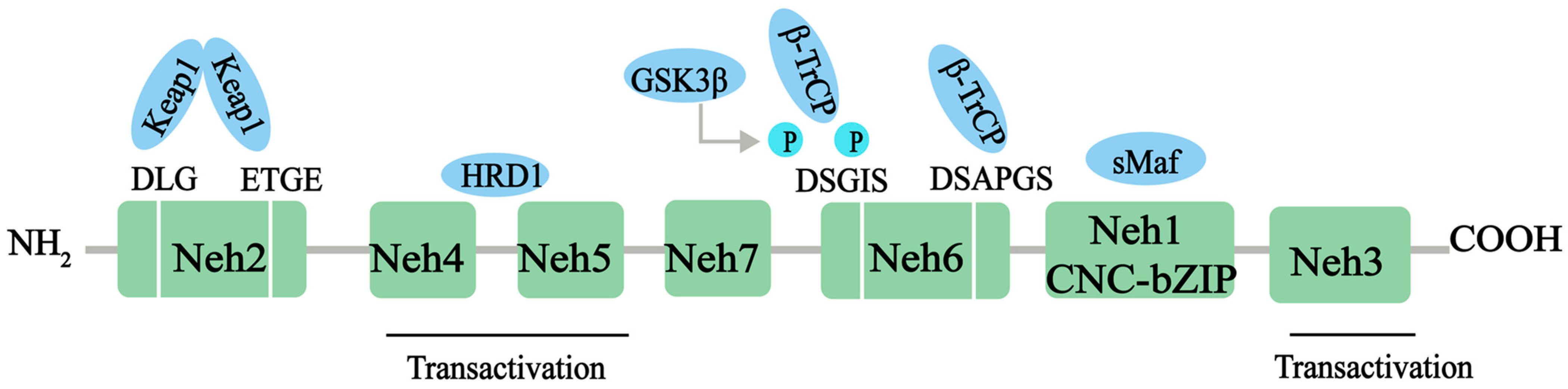 Antioxidants 13 01012 g001