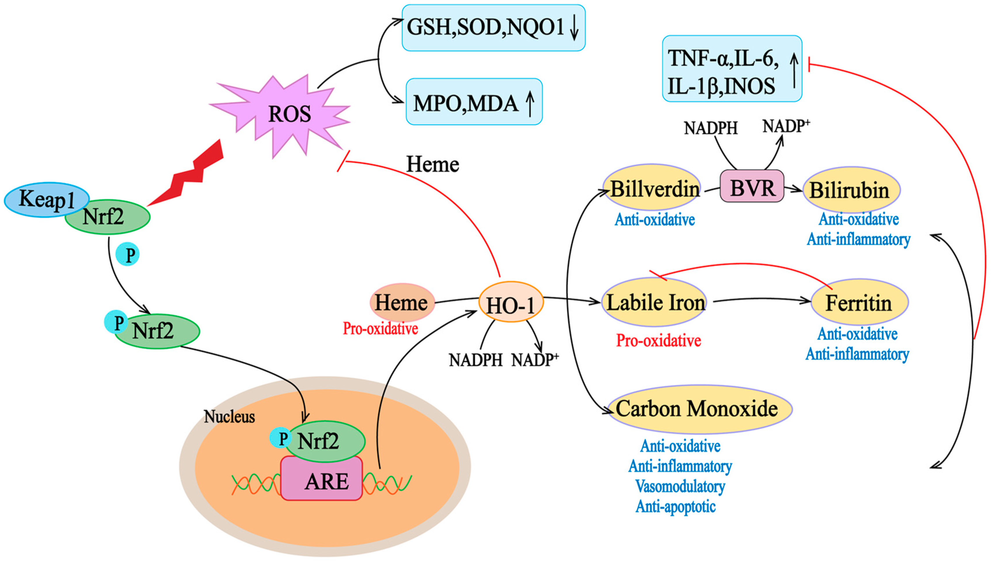 Antioxidants 13 01012 g002