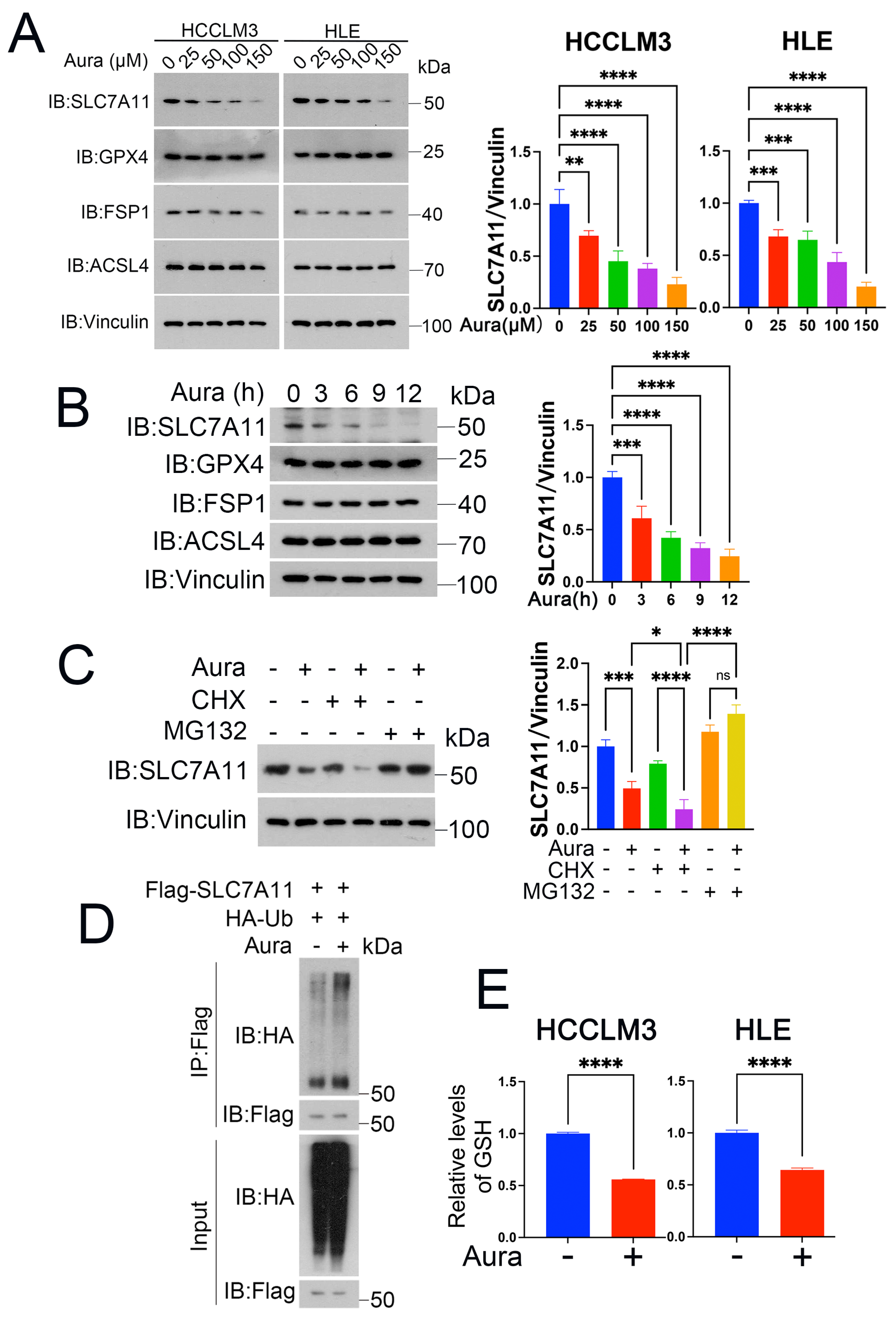 Antioxidants 13 01015 g005