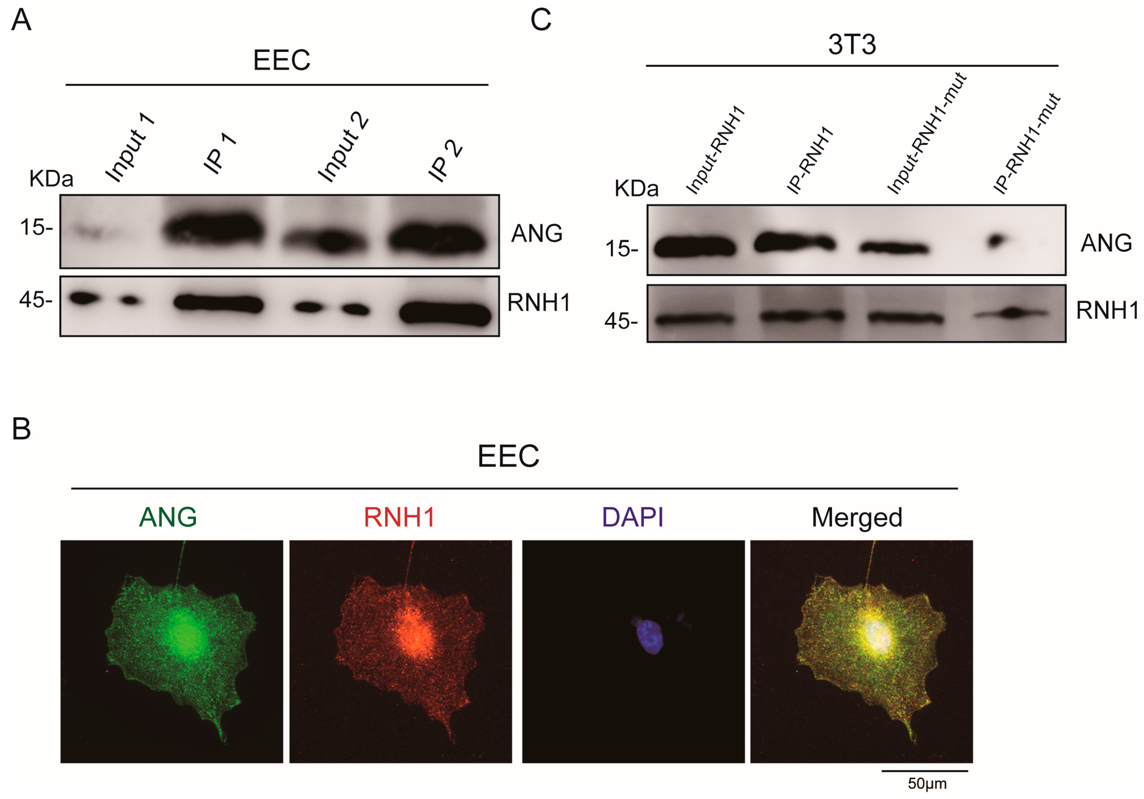 Antioxidants 13 01020 g002